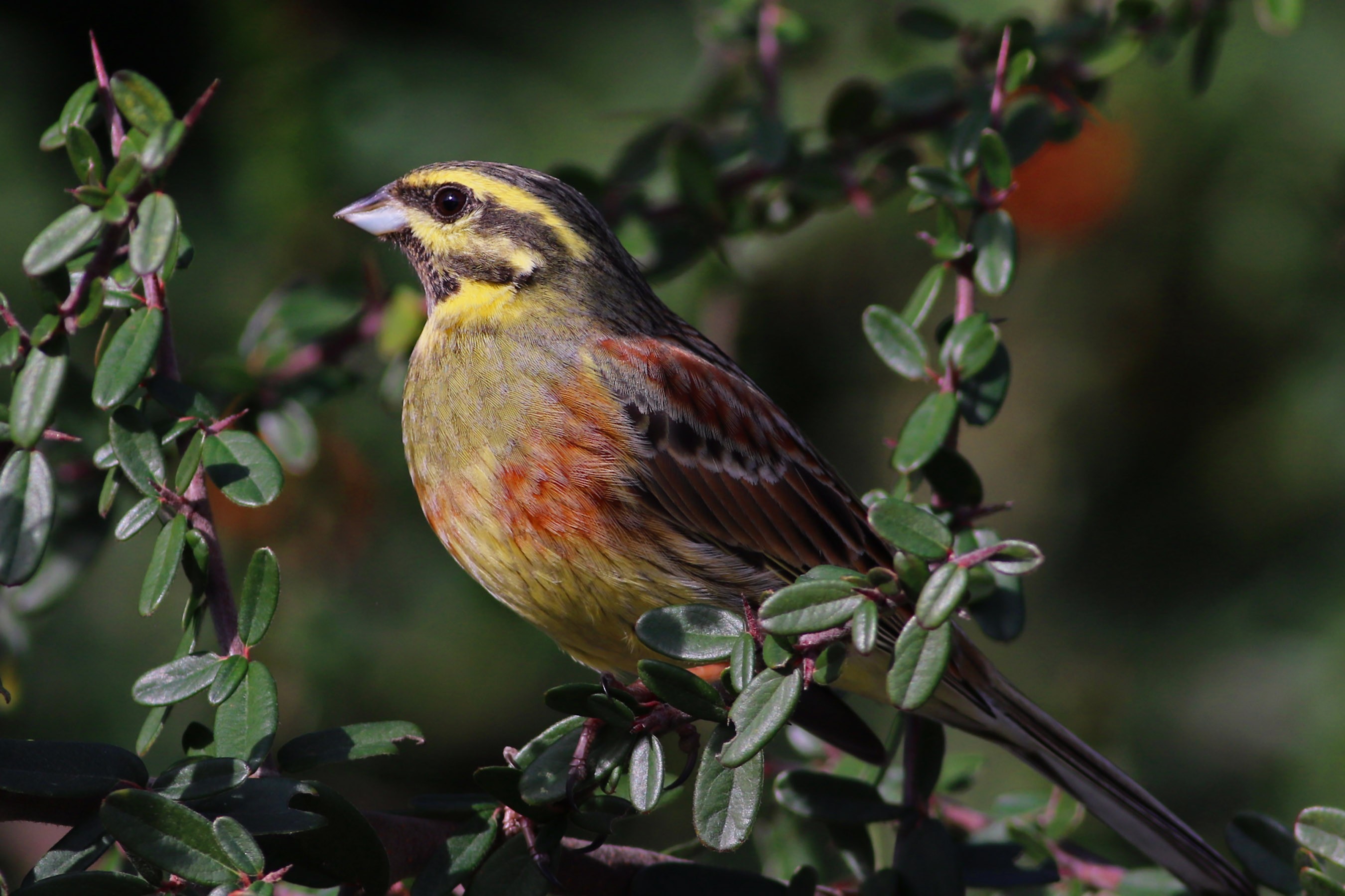 Cirl Bunting