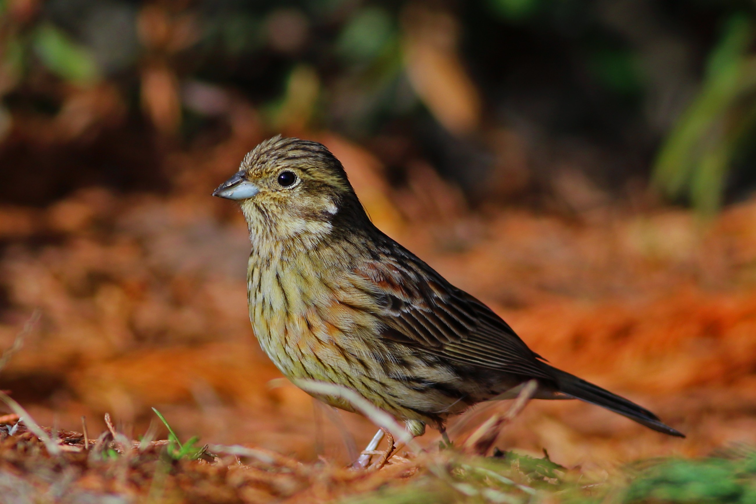 Cirl Bunting