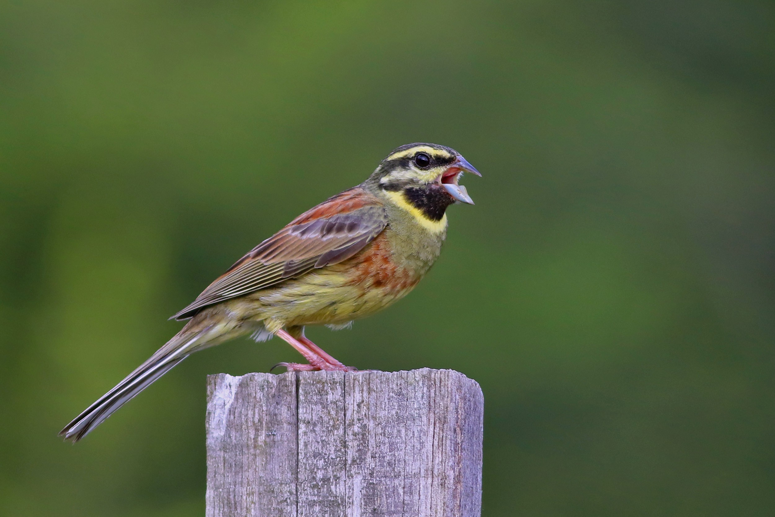 Cirl Bunting