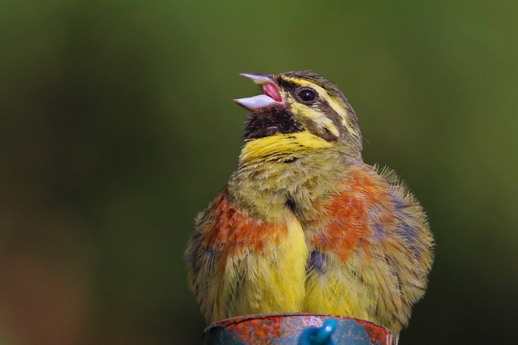 Cirl Bunting