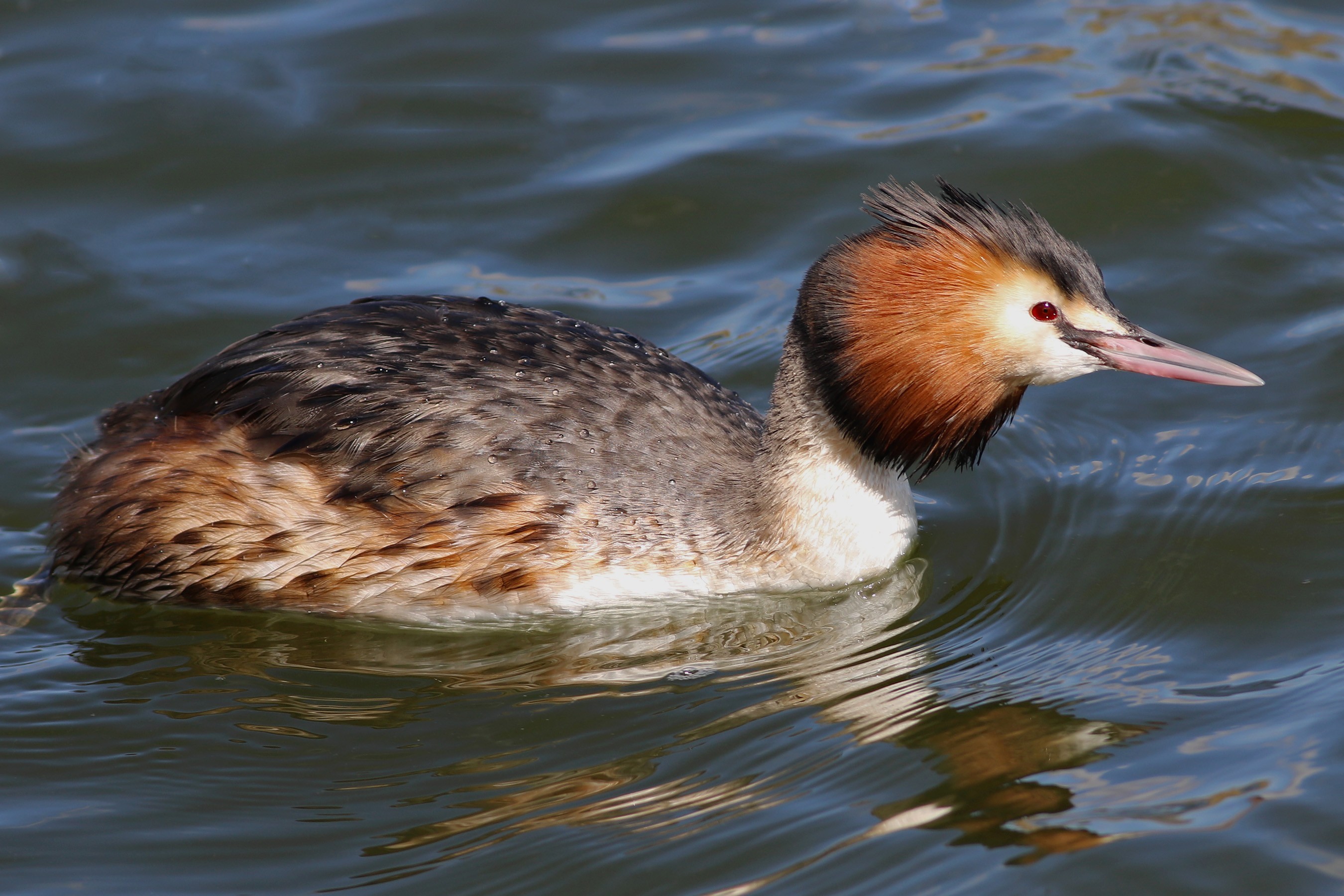 Great Crested Grebe