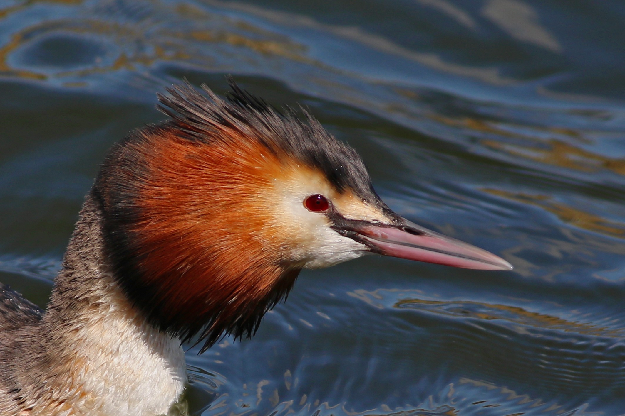 Great Crested Grebe