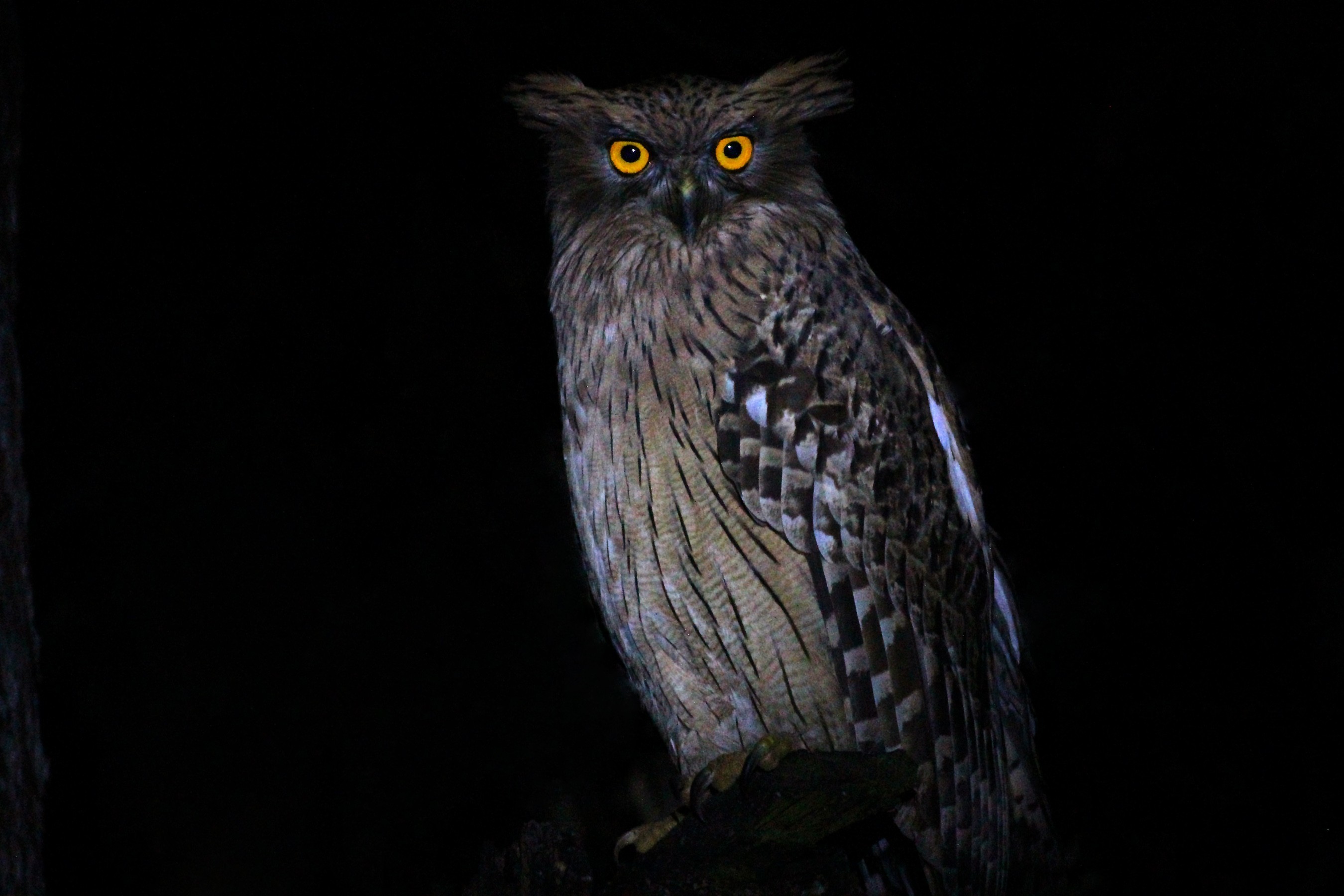 Brown Fish-Owl