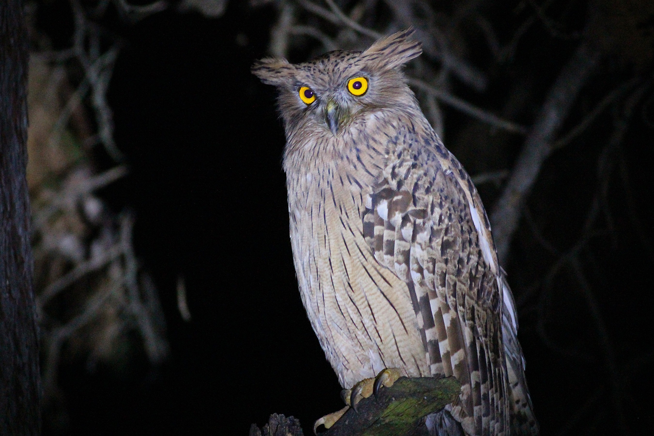 Brown Fish-owl