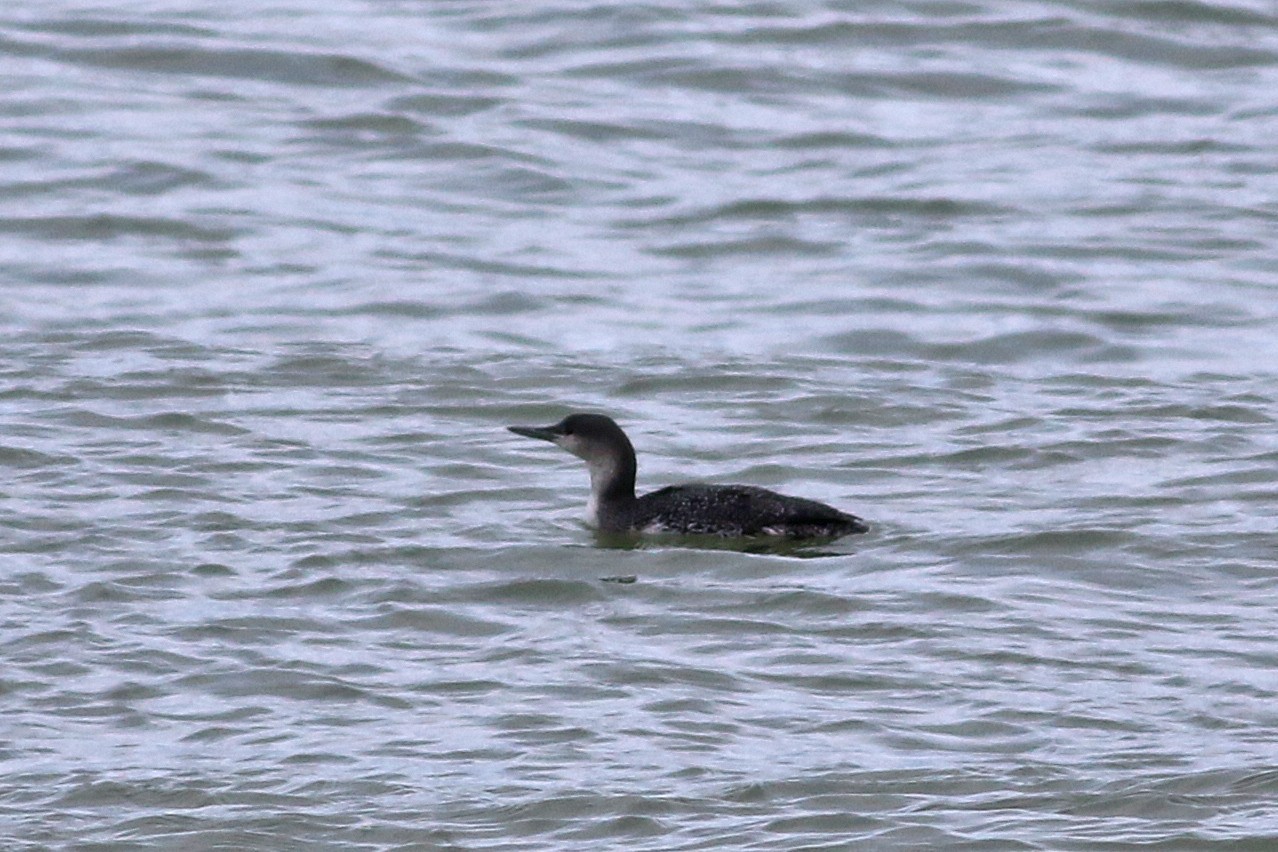Red-throated Loon