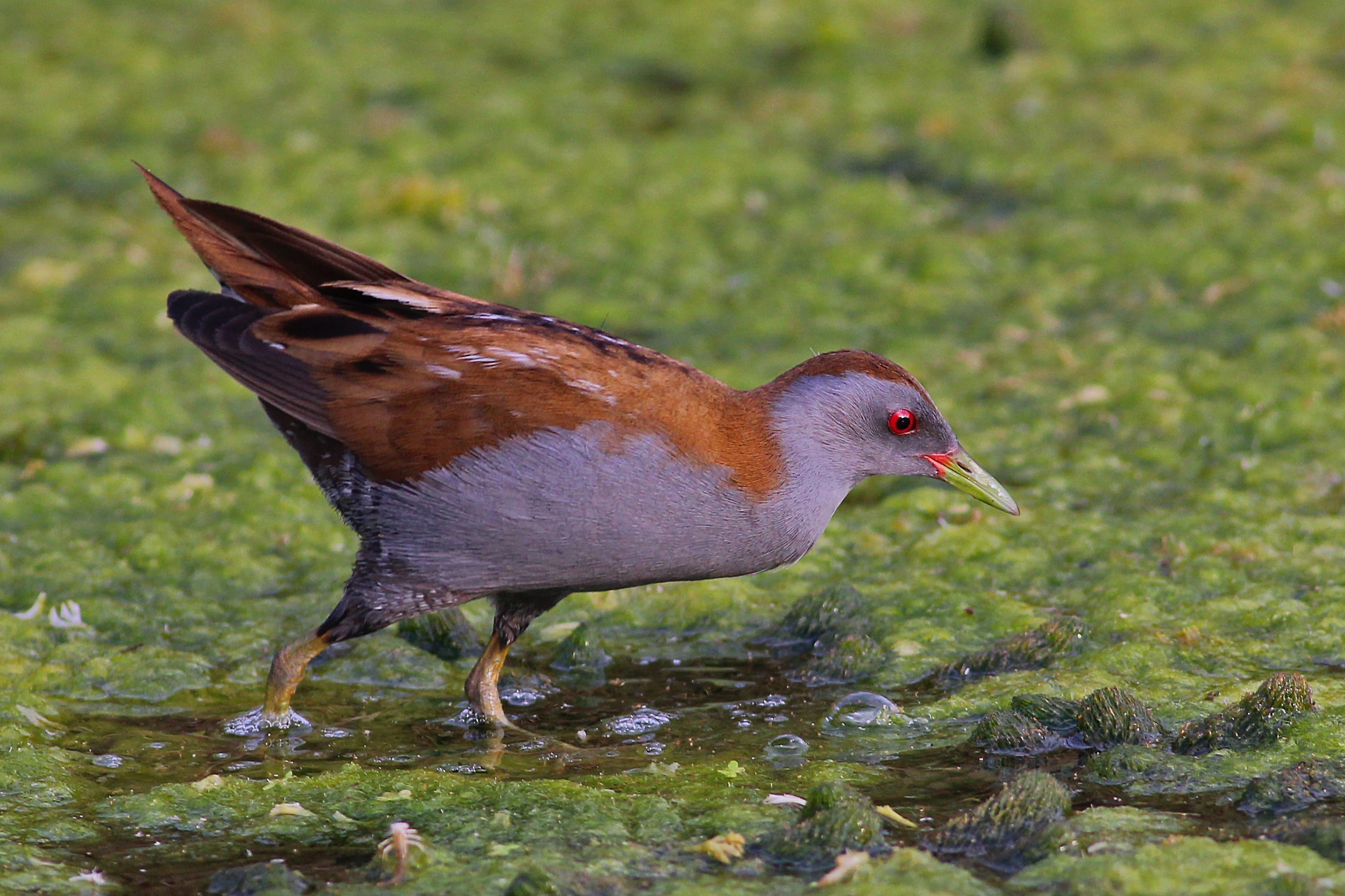 Little Crake — Ana fotoğraf
