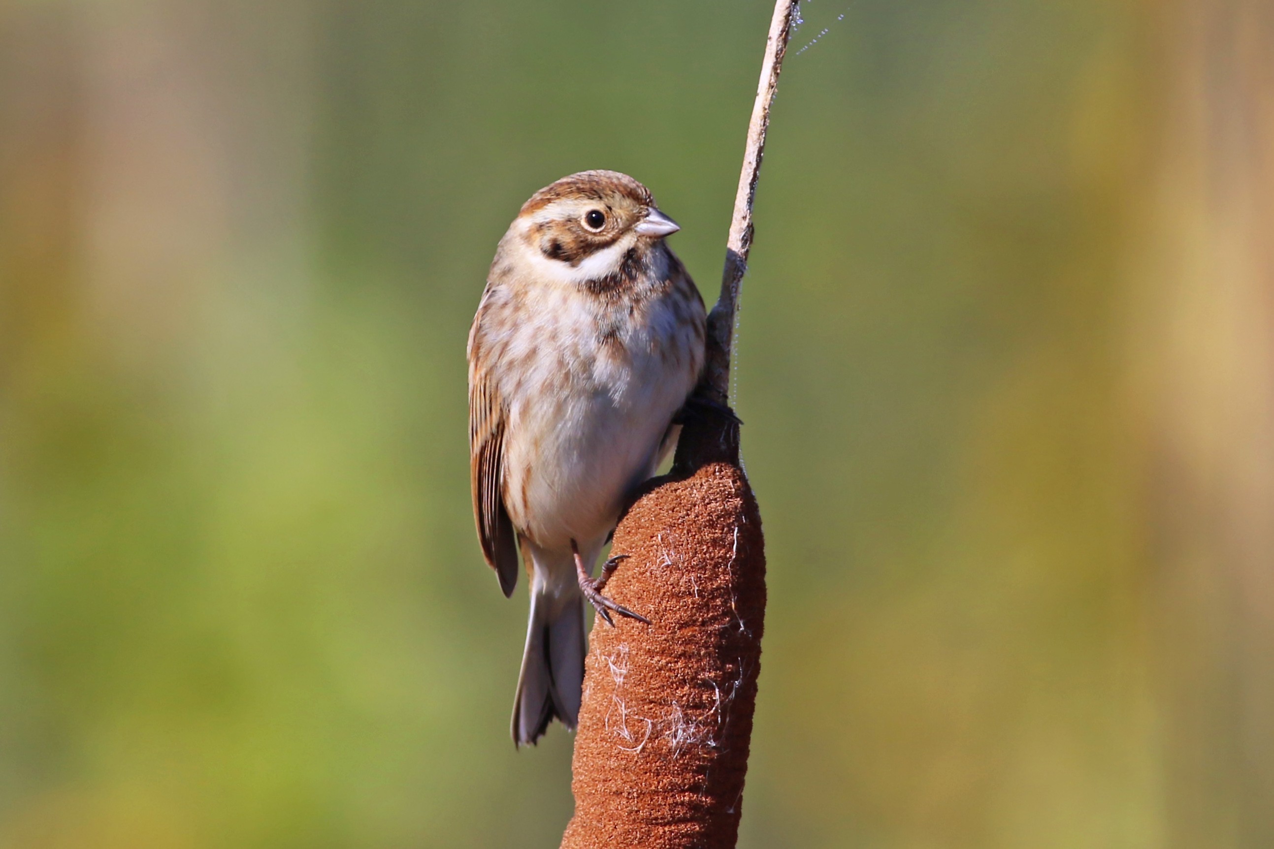 Reed Bunting