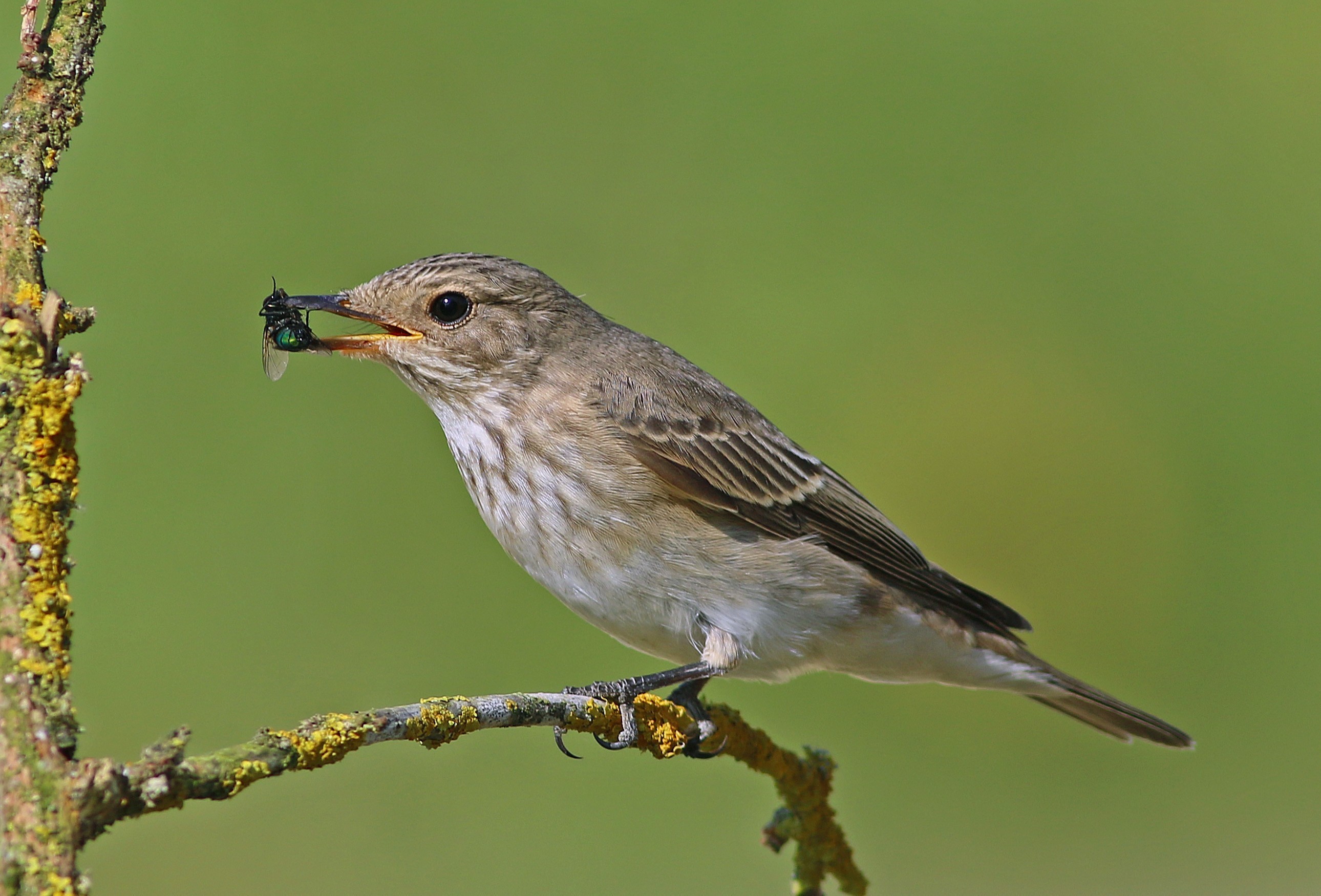 Spotted Flycatcher