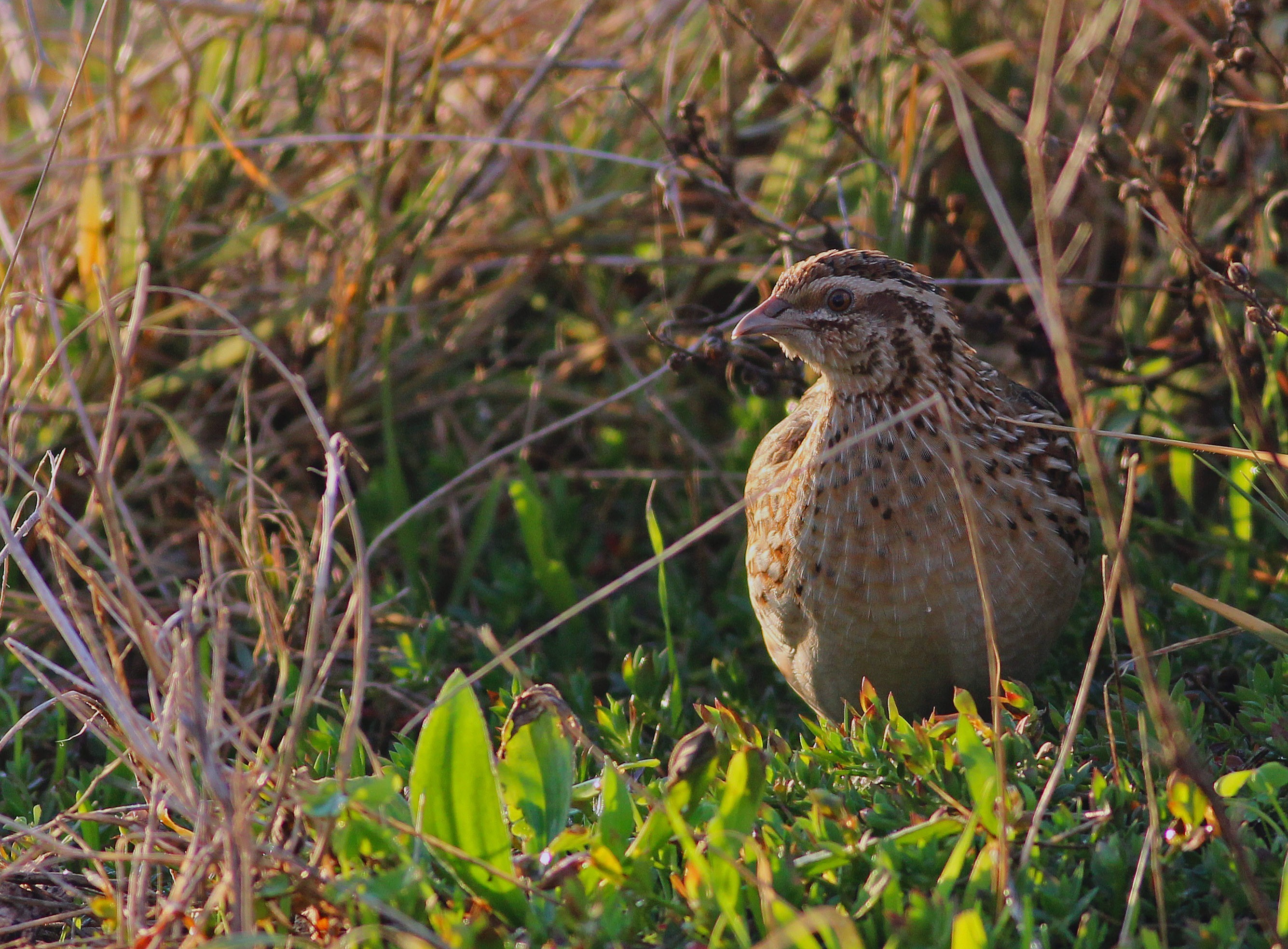 Common Quail