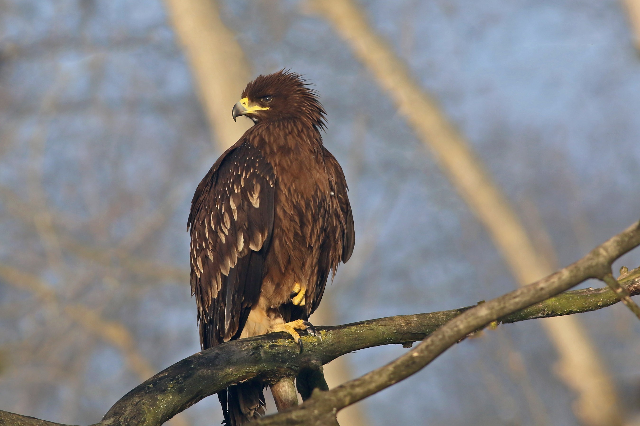 Greater Spotted Eagle