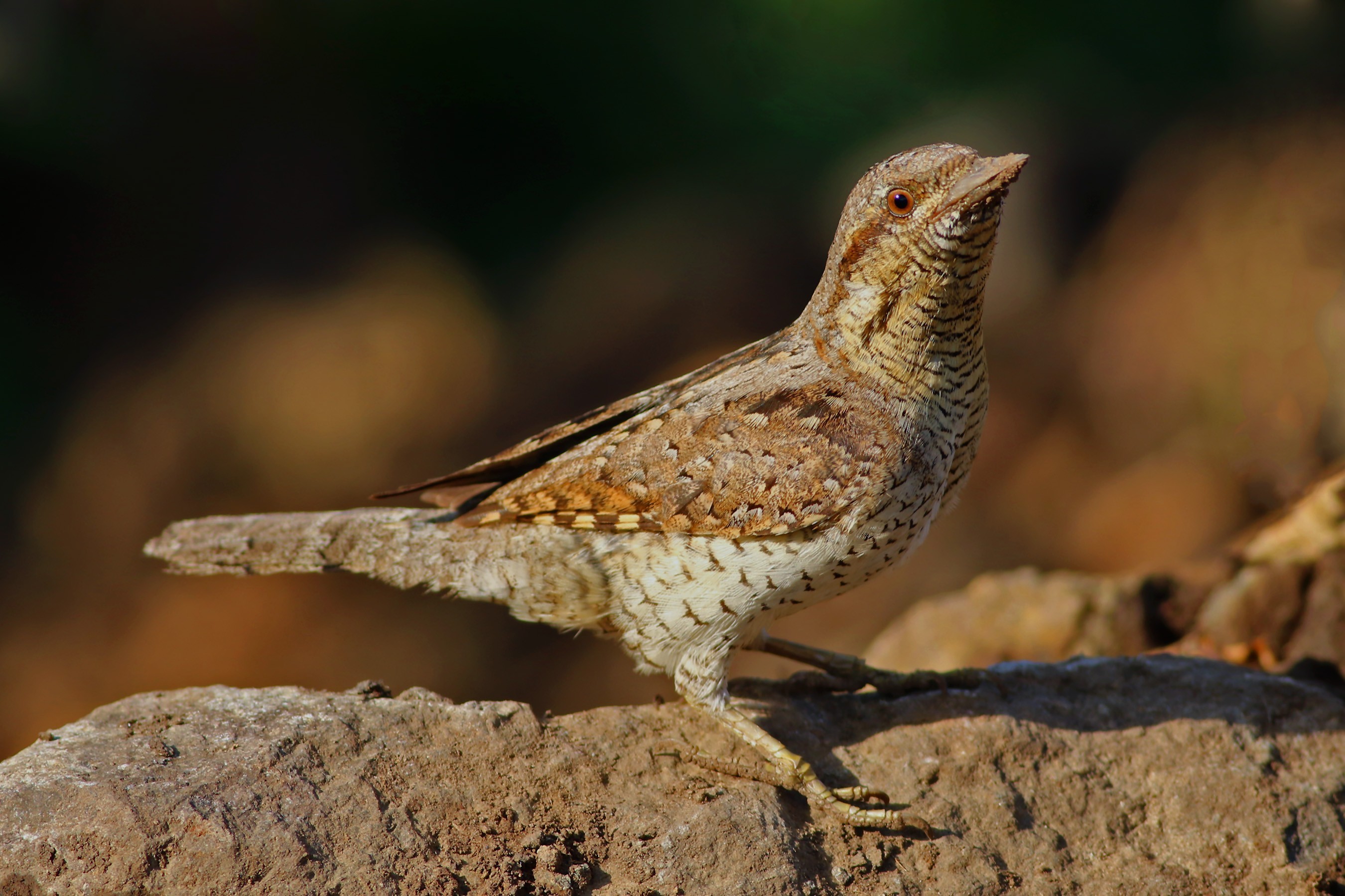 Eurasian Wryneck