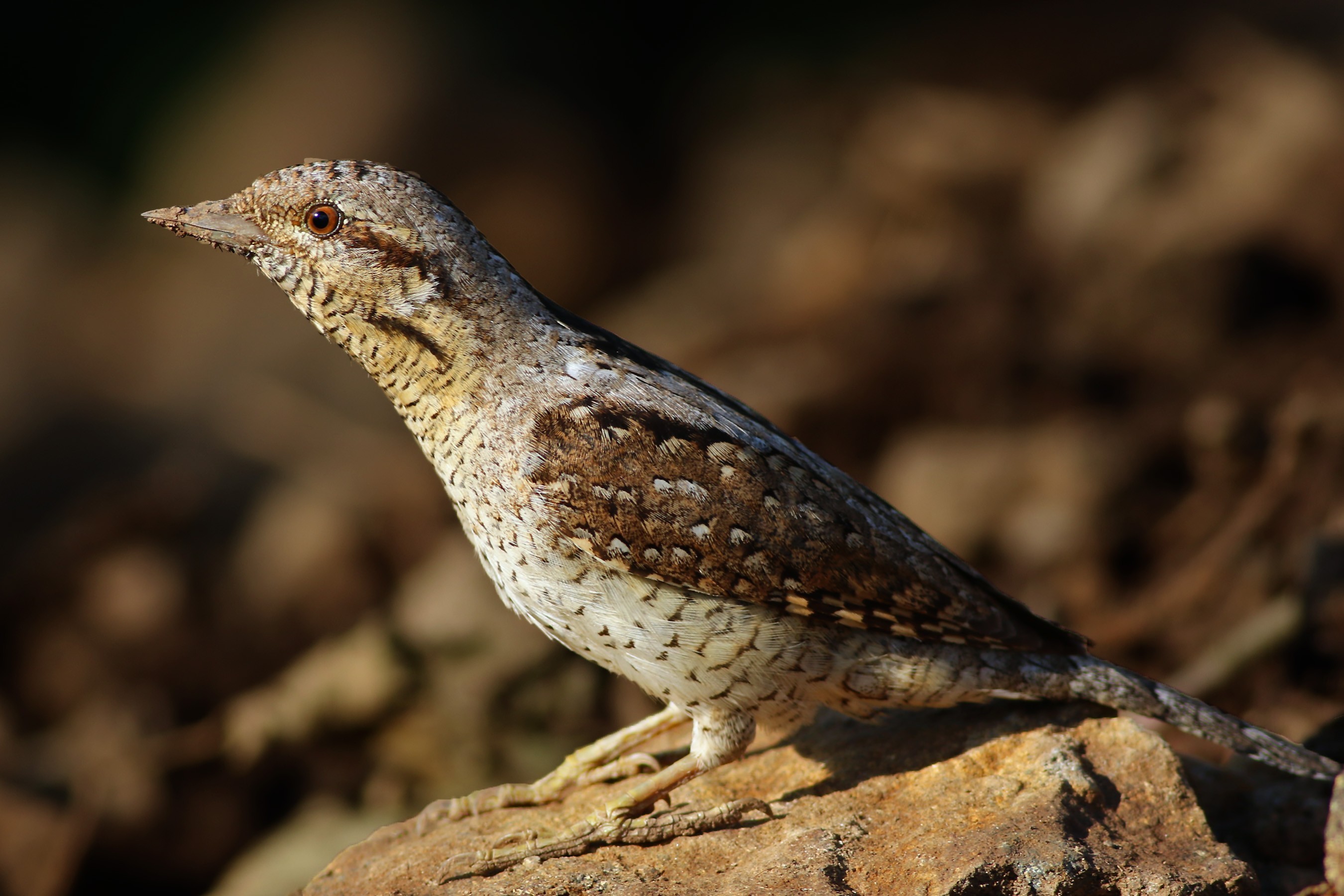 Eurasian Wryneck