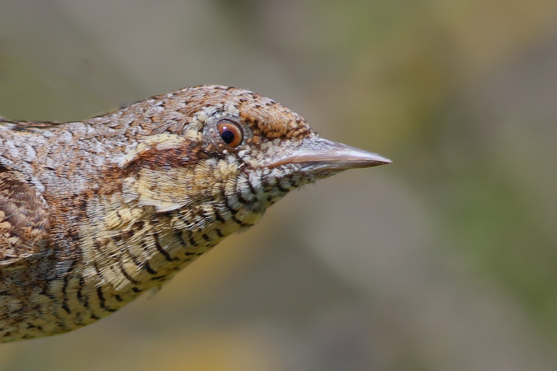 Eurasian Wryneck