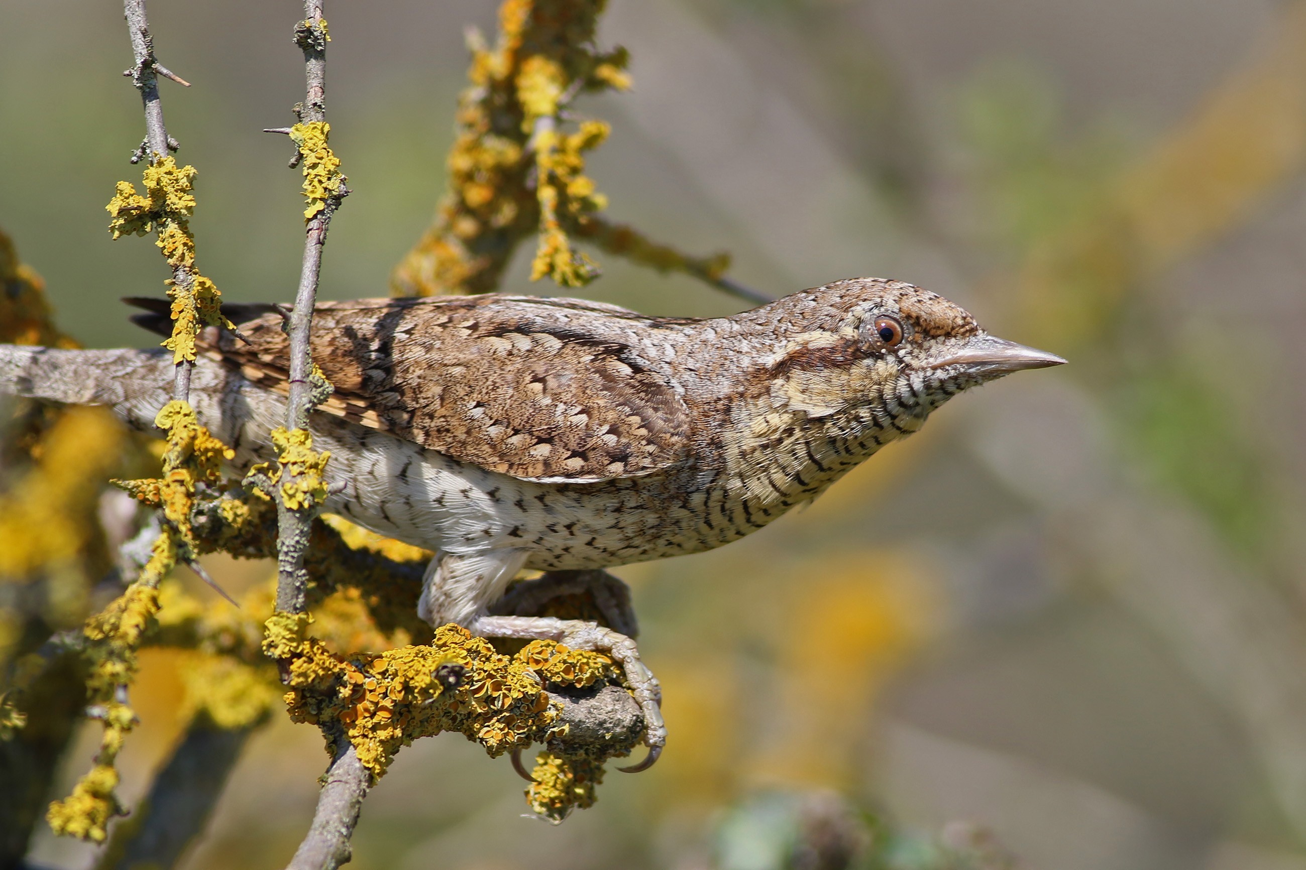 Eurasian Wryneck