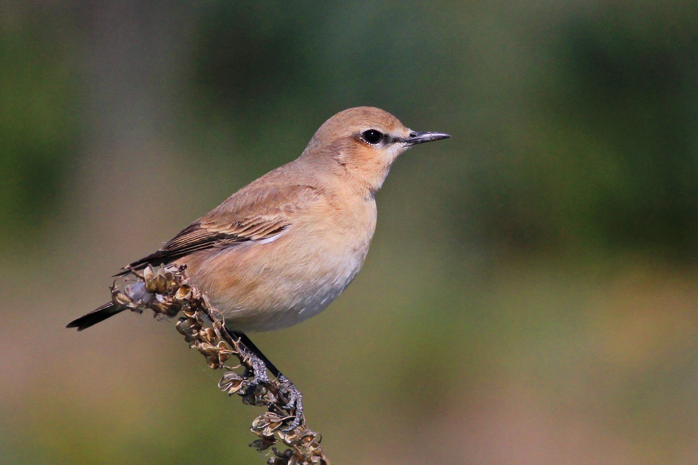 Isabelline Wheatear