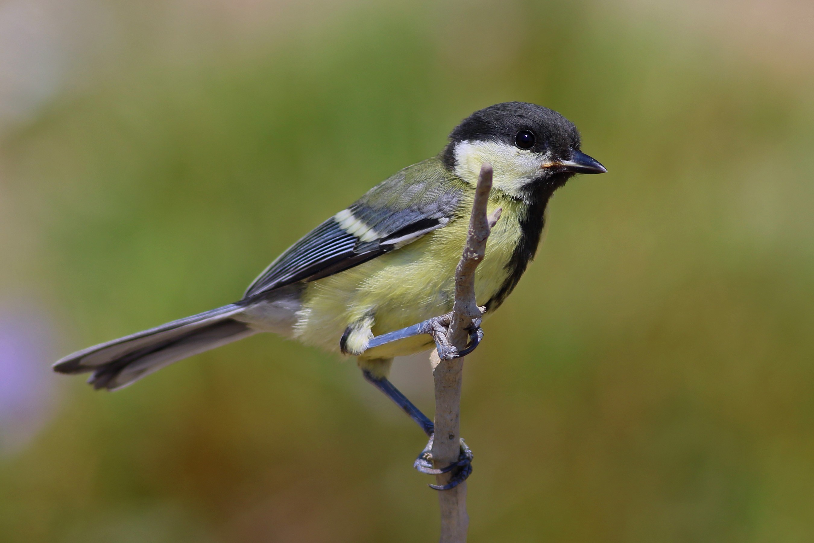 Great Tit