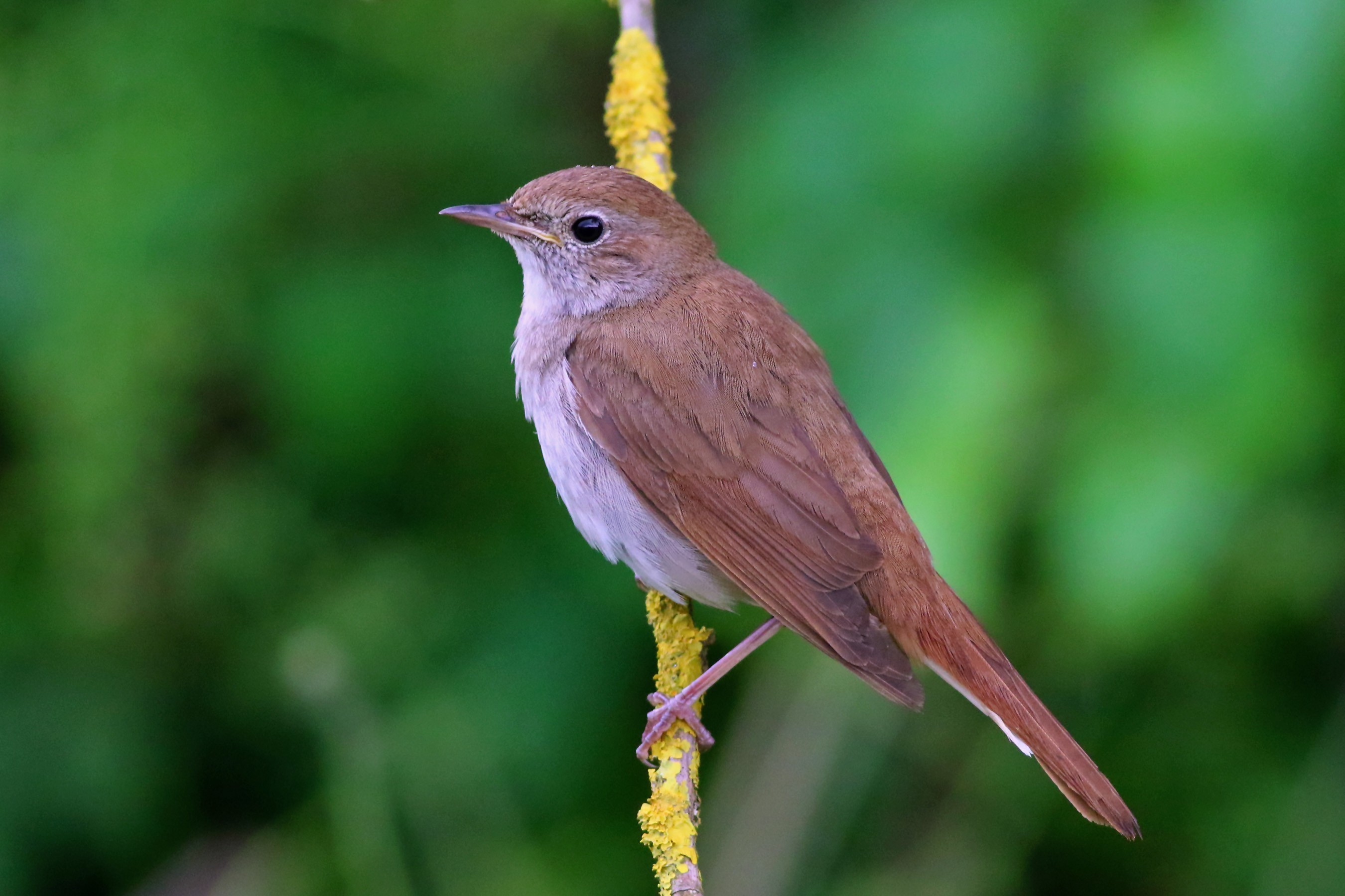 Common Nightingale
