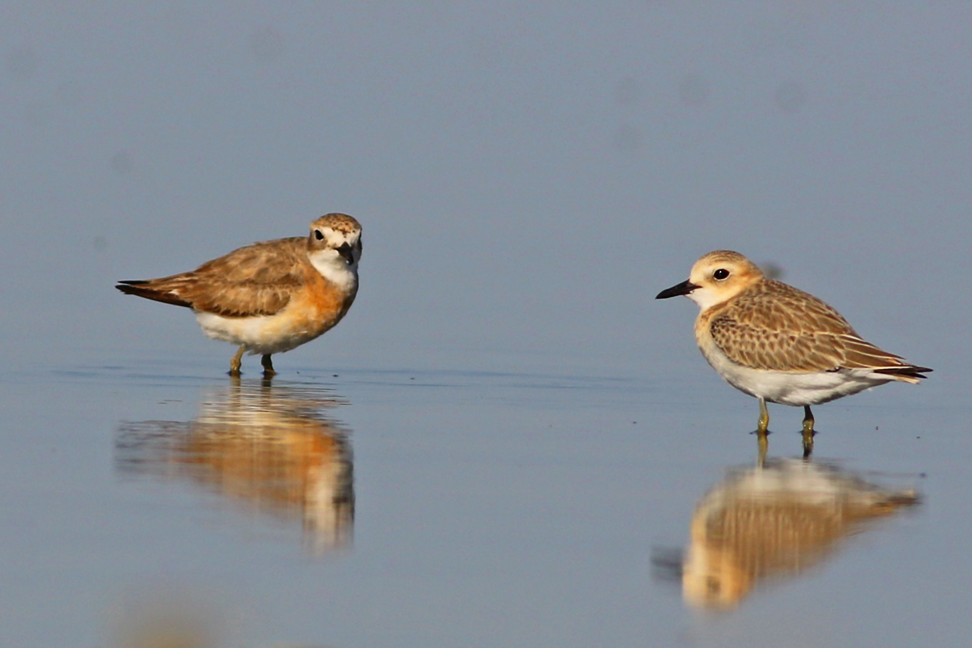Greater Sand-Plover