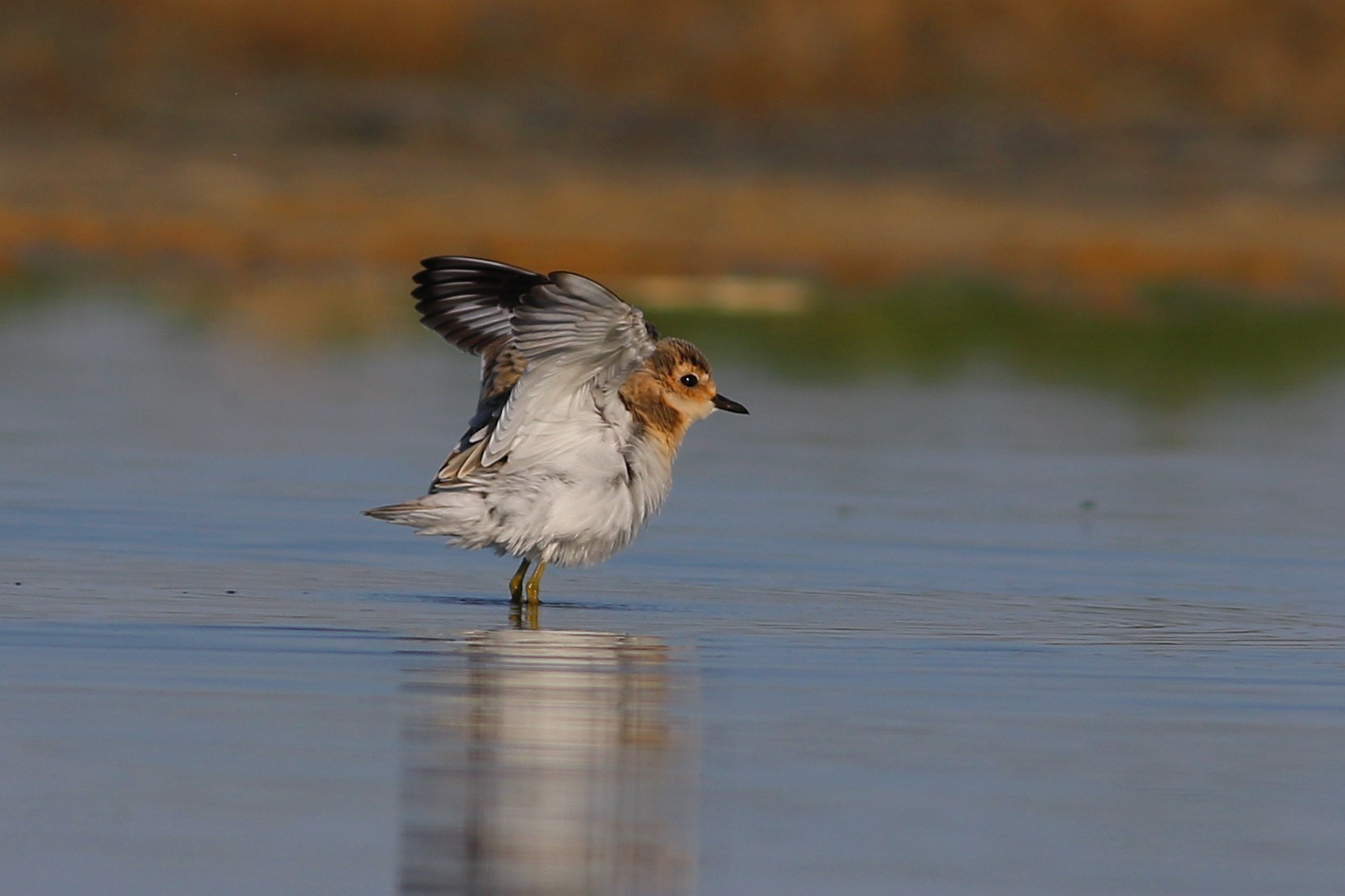 Greater Sand-Plover