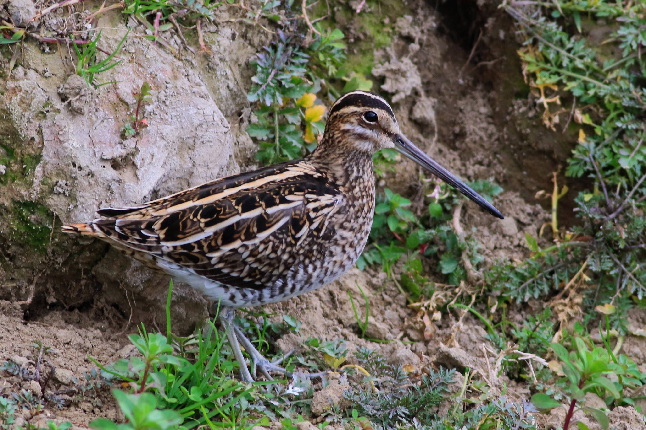 Great Snipe