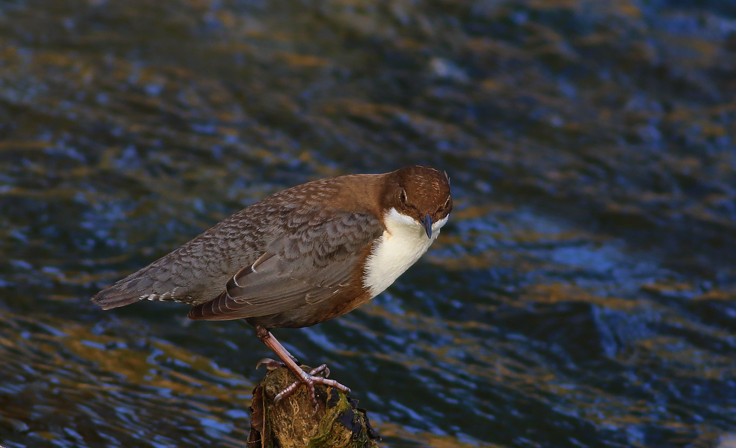 White-throated Dipper
