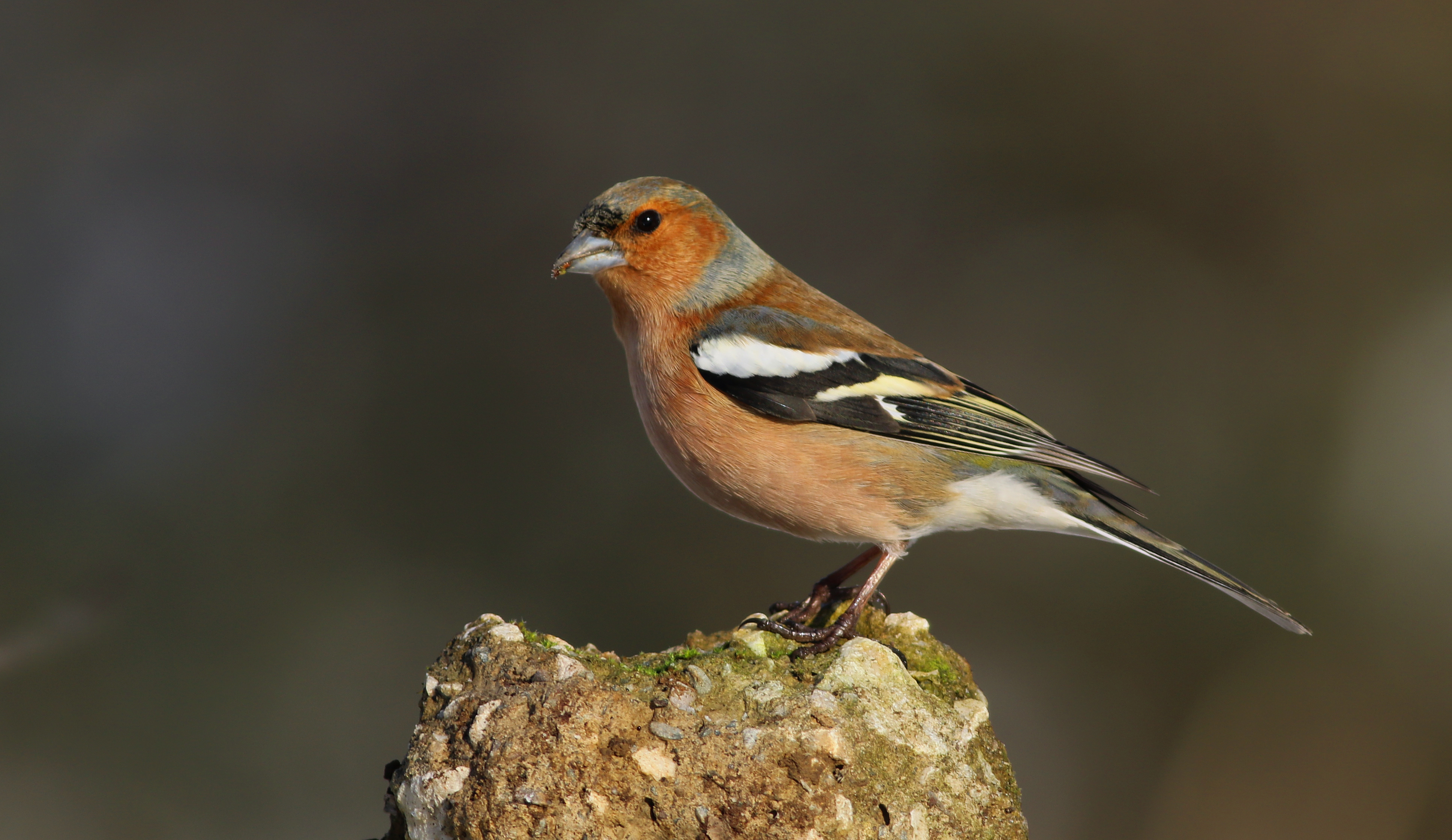 Common Chaffinch