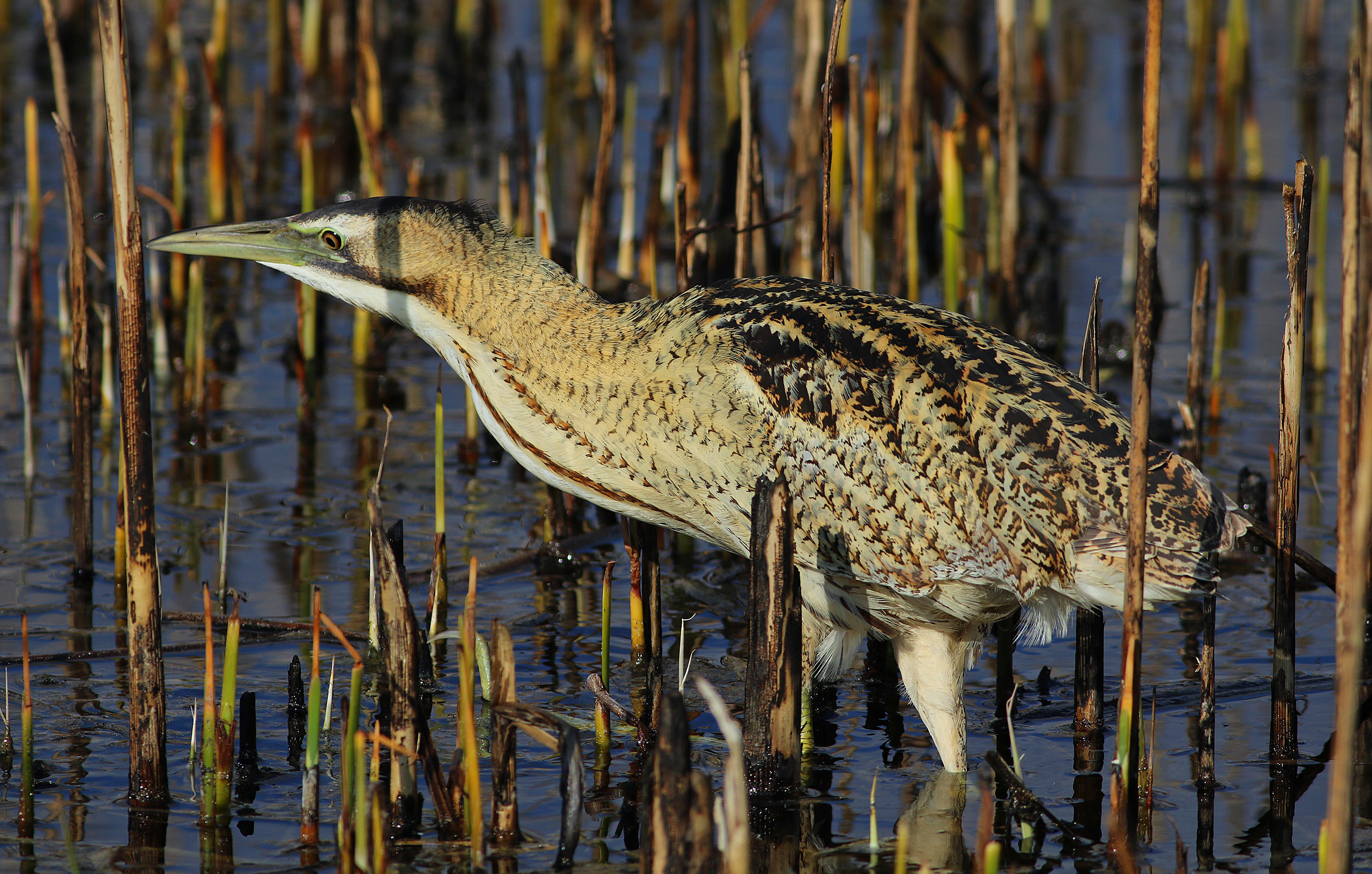 Great Bittern