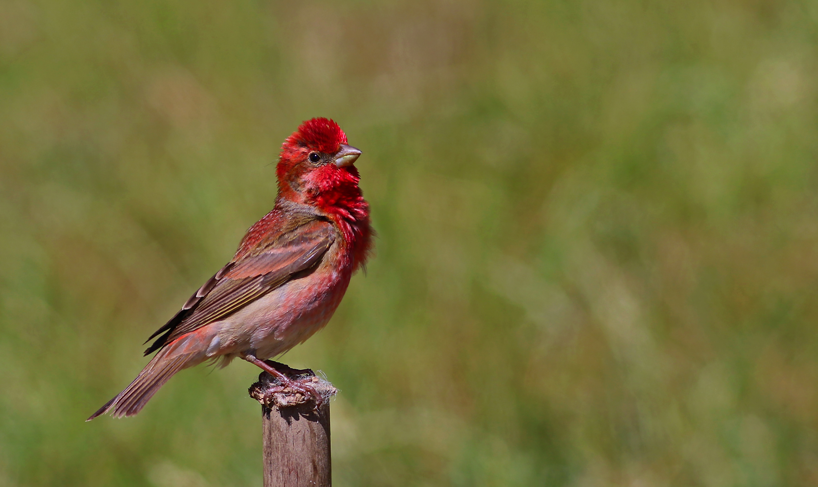 Common Rosefinch