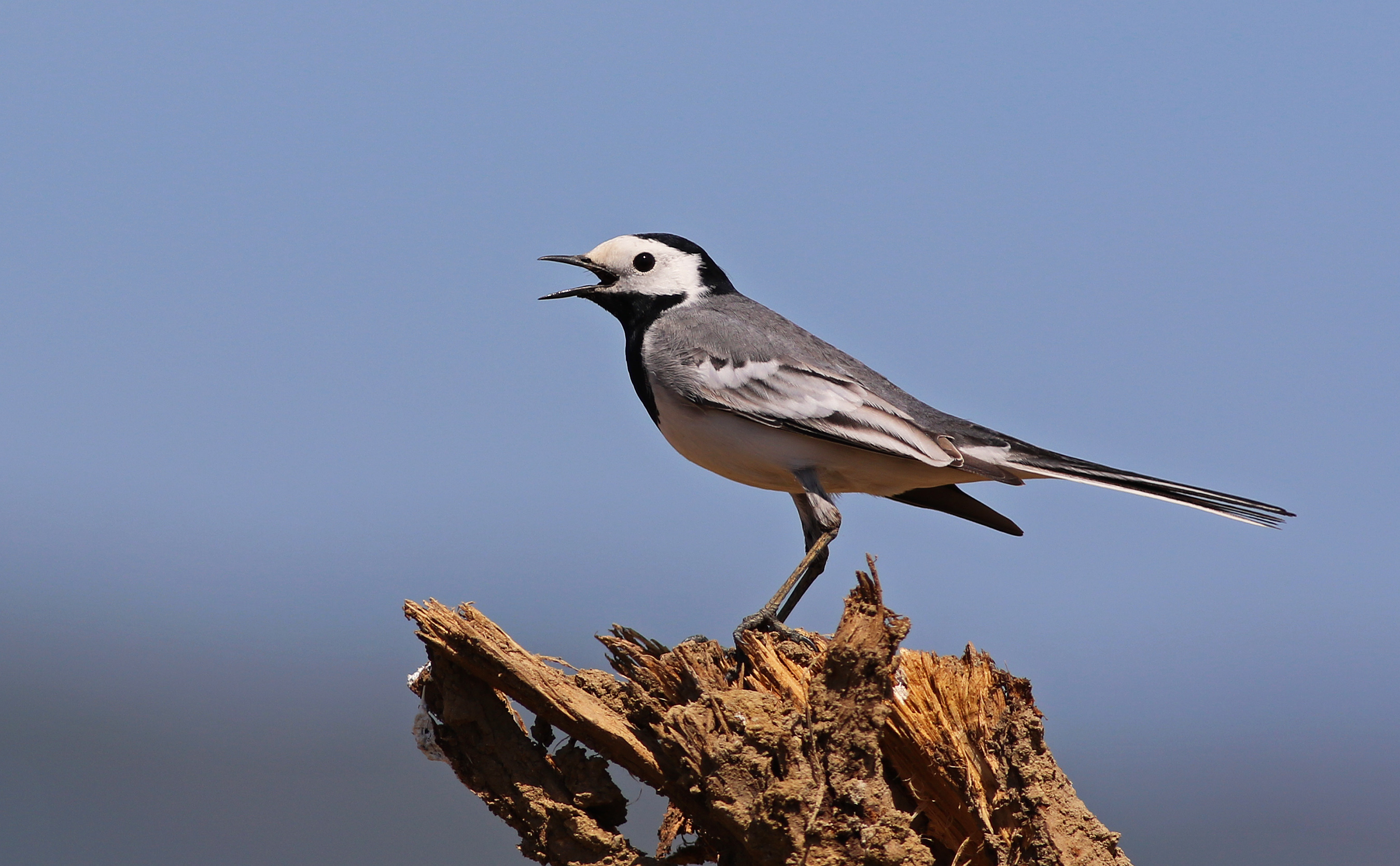 White Wagtail