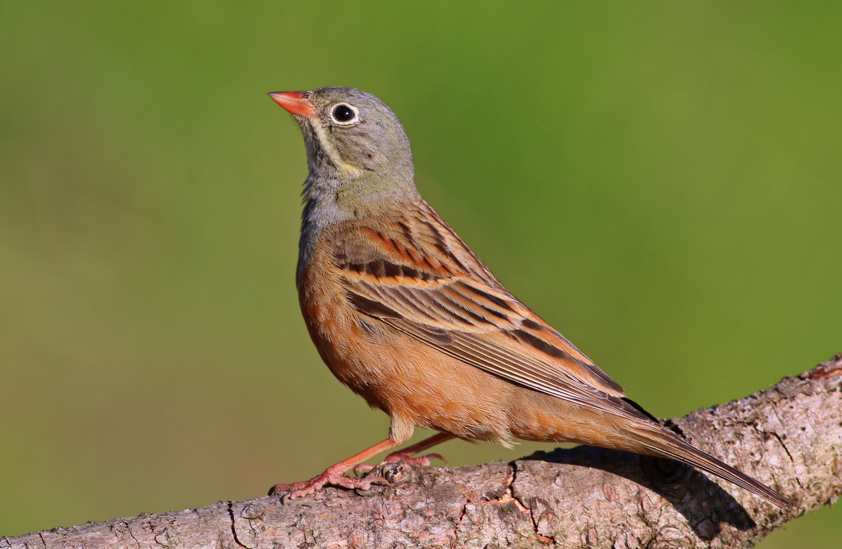 Ortolan Bunting