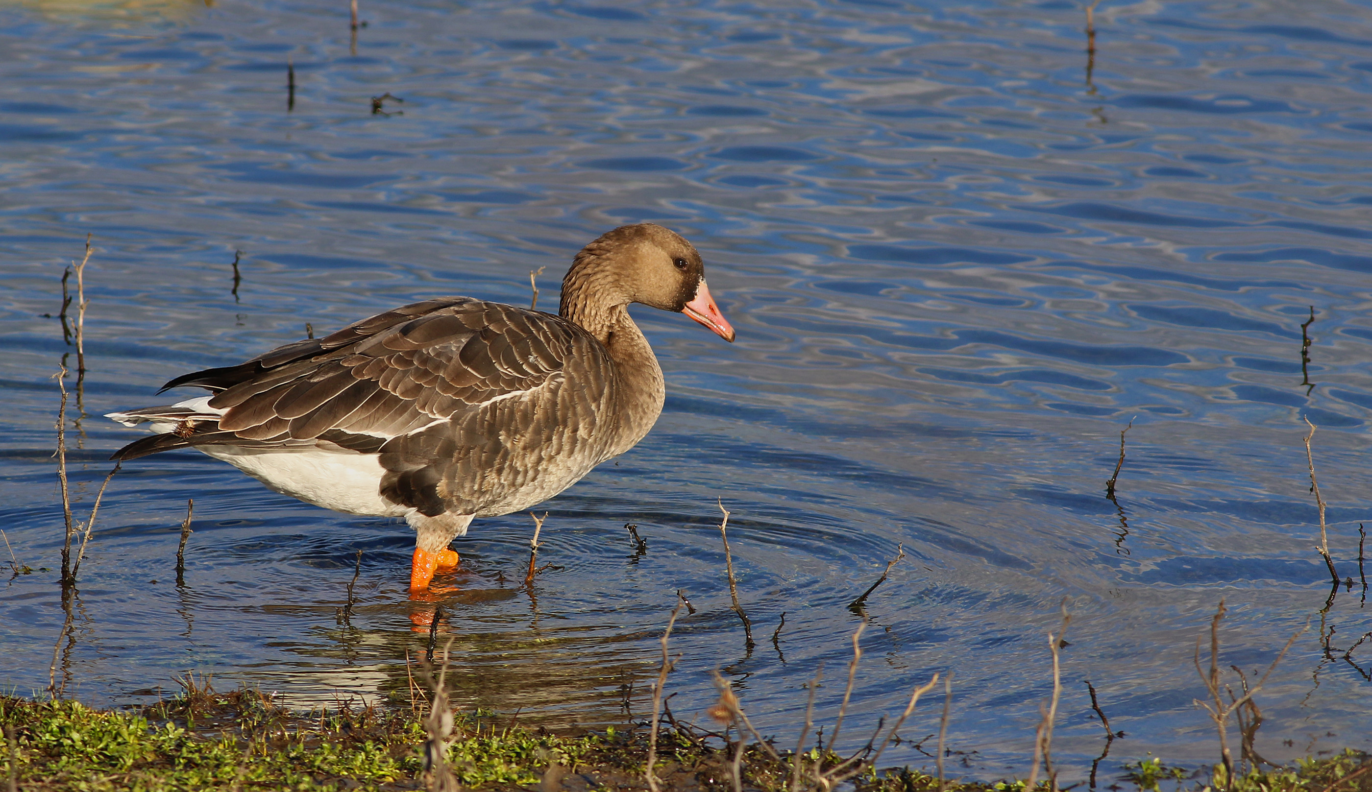 Greater White-fronted Goose