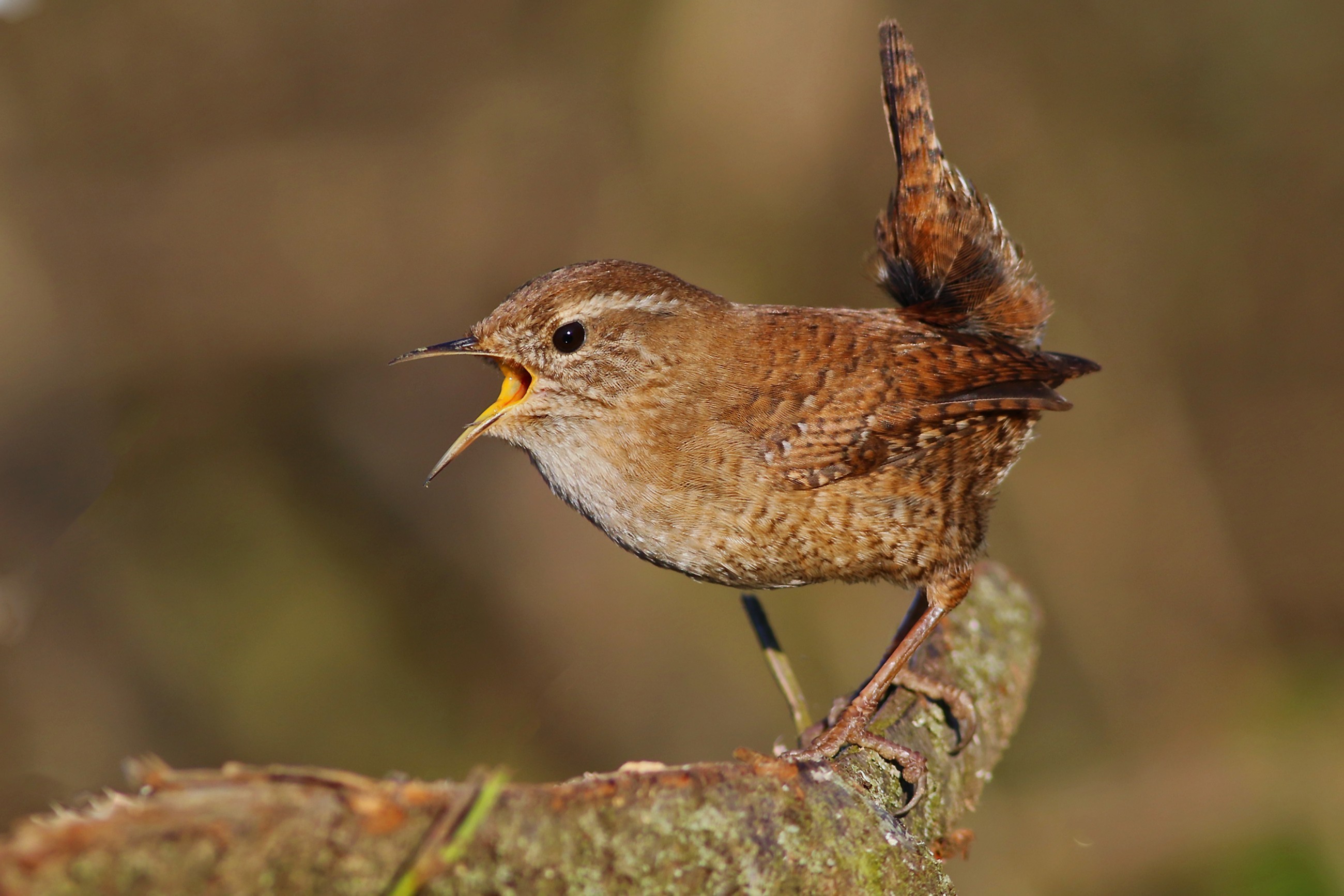 Northern Wren