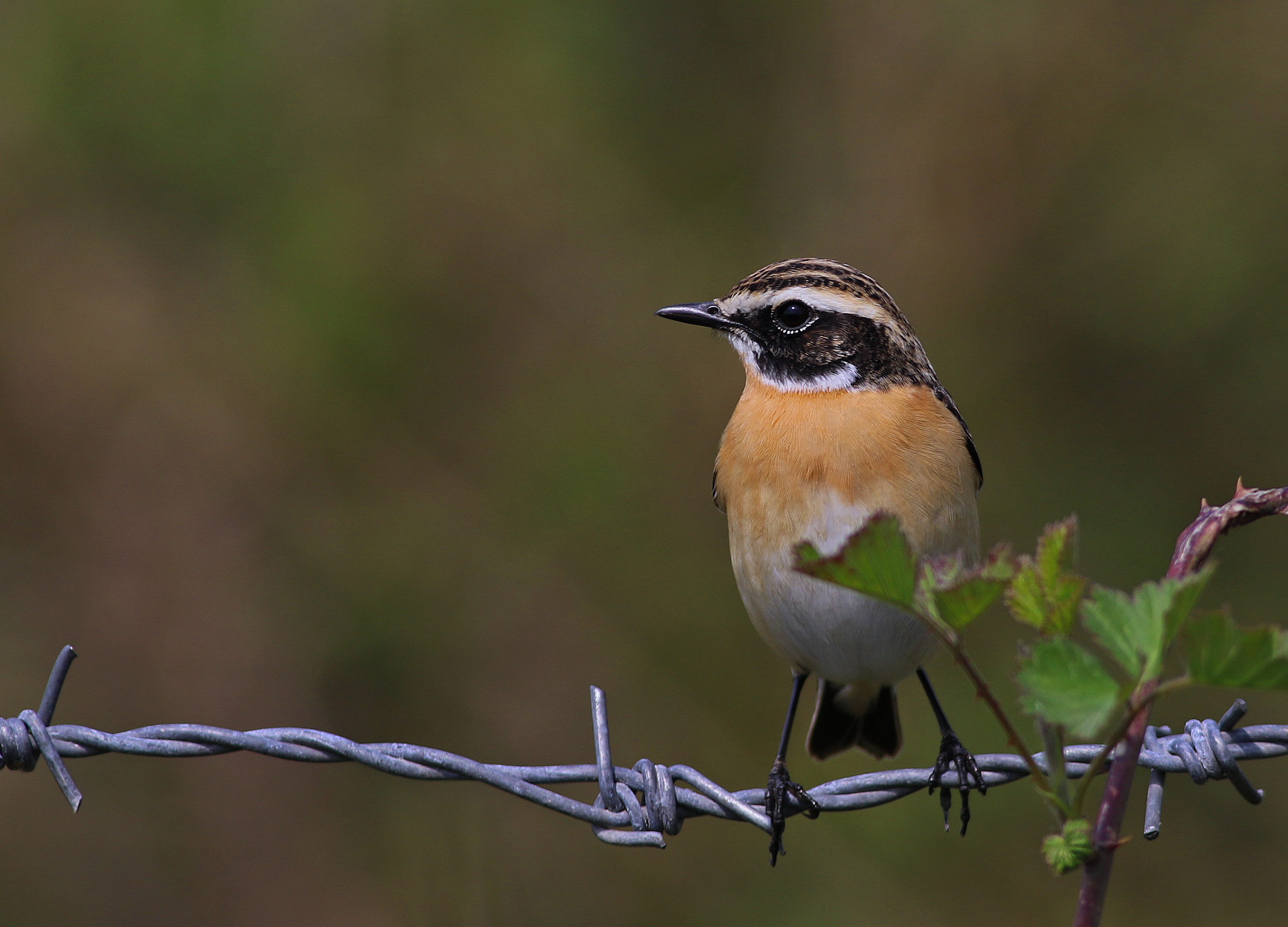 Whinchat