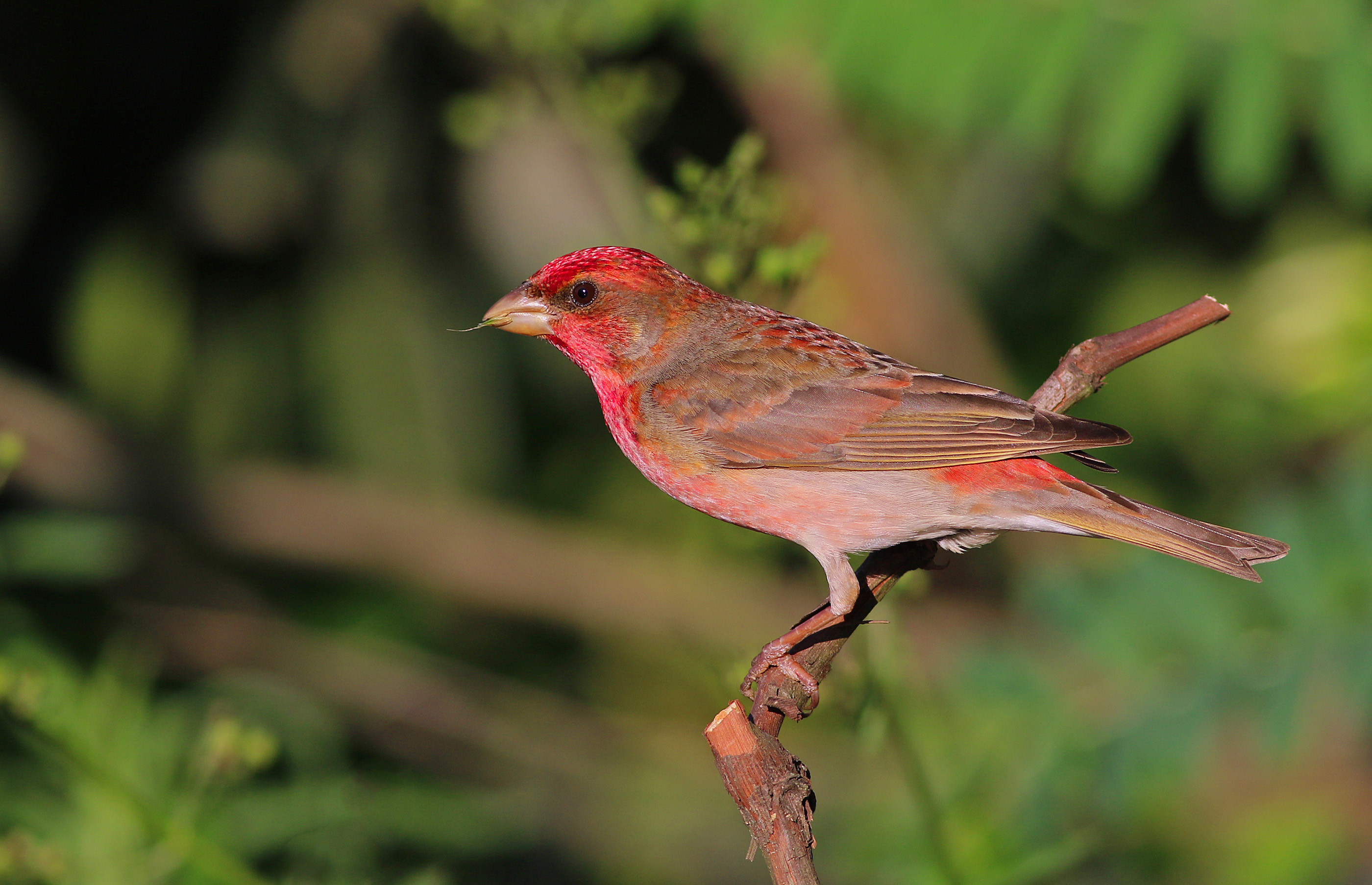 Common Rosefinch