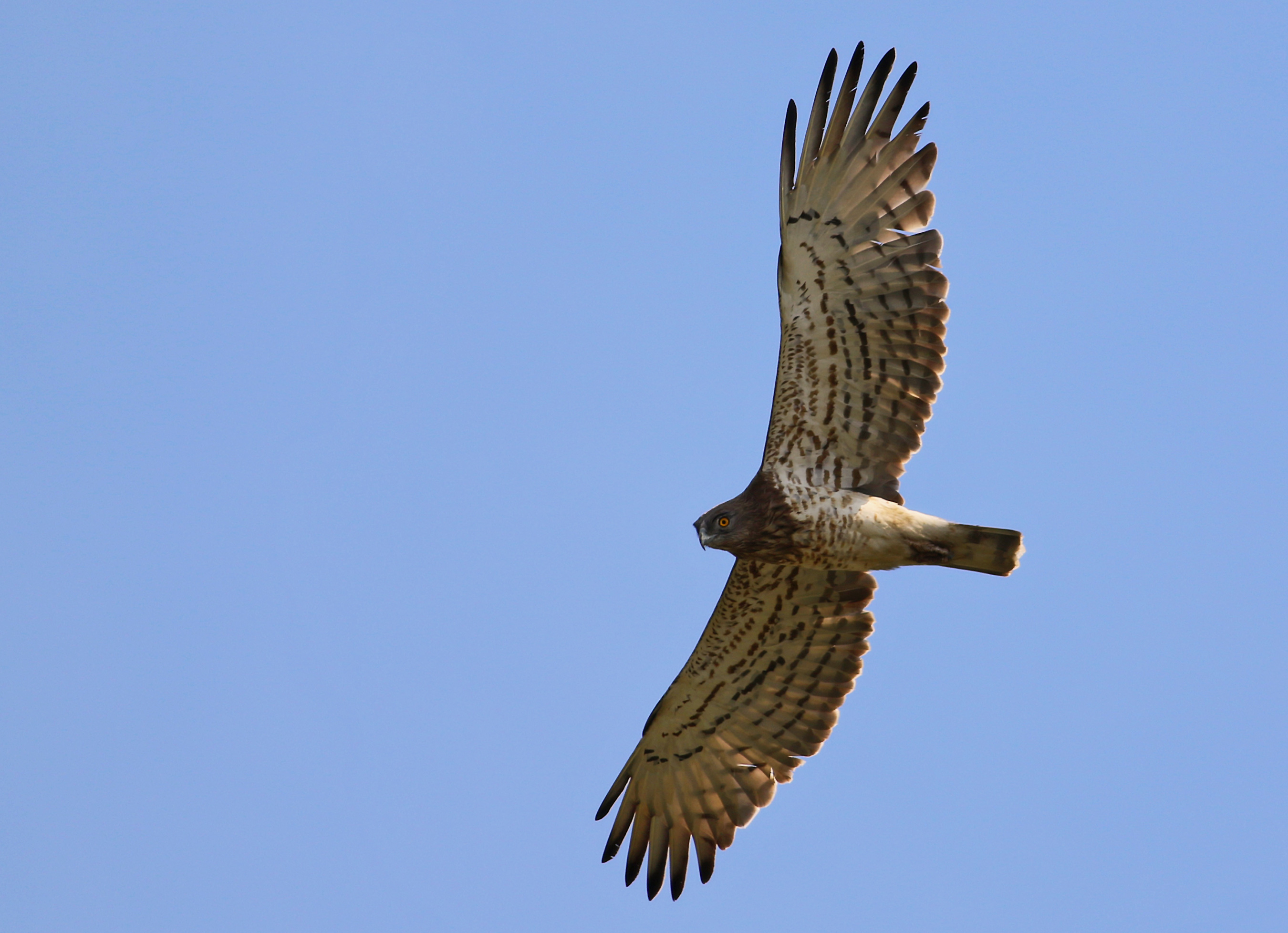 Short-toed Snake-Eagle