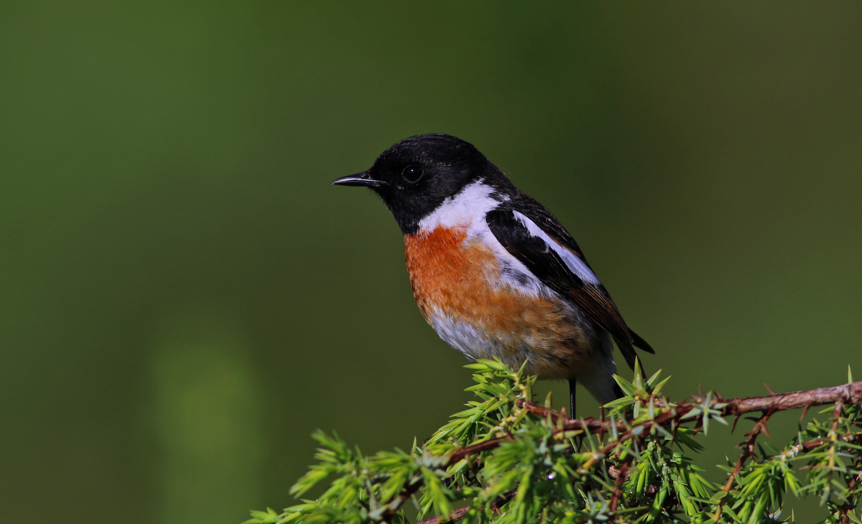 European Stonechat