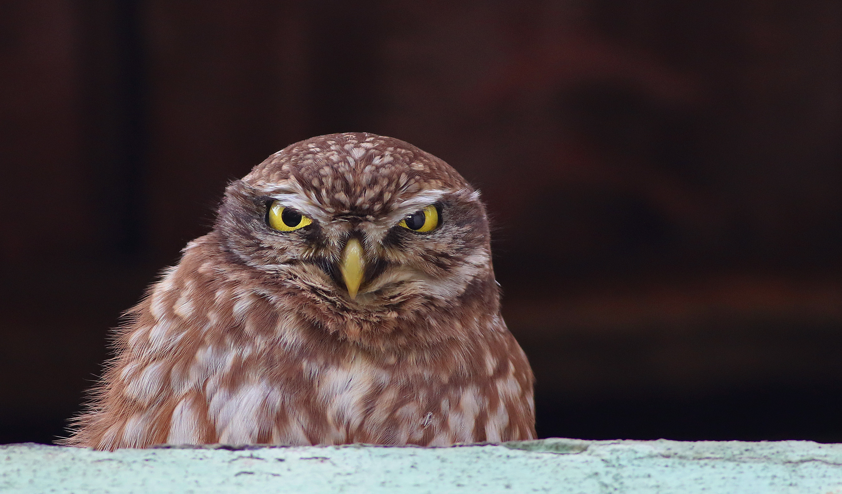 Little Owl