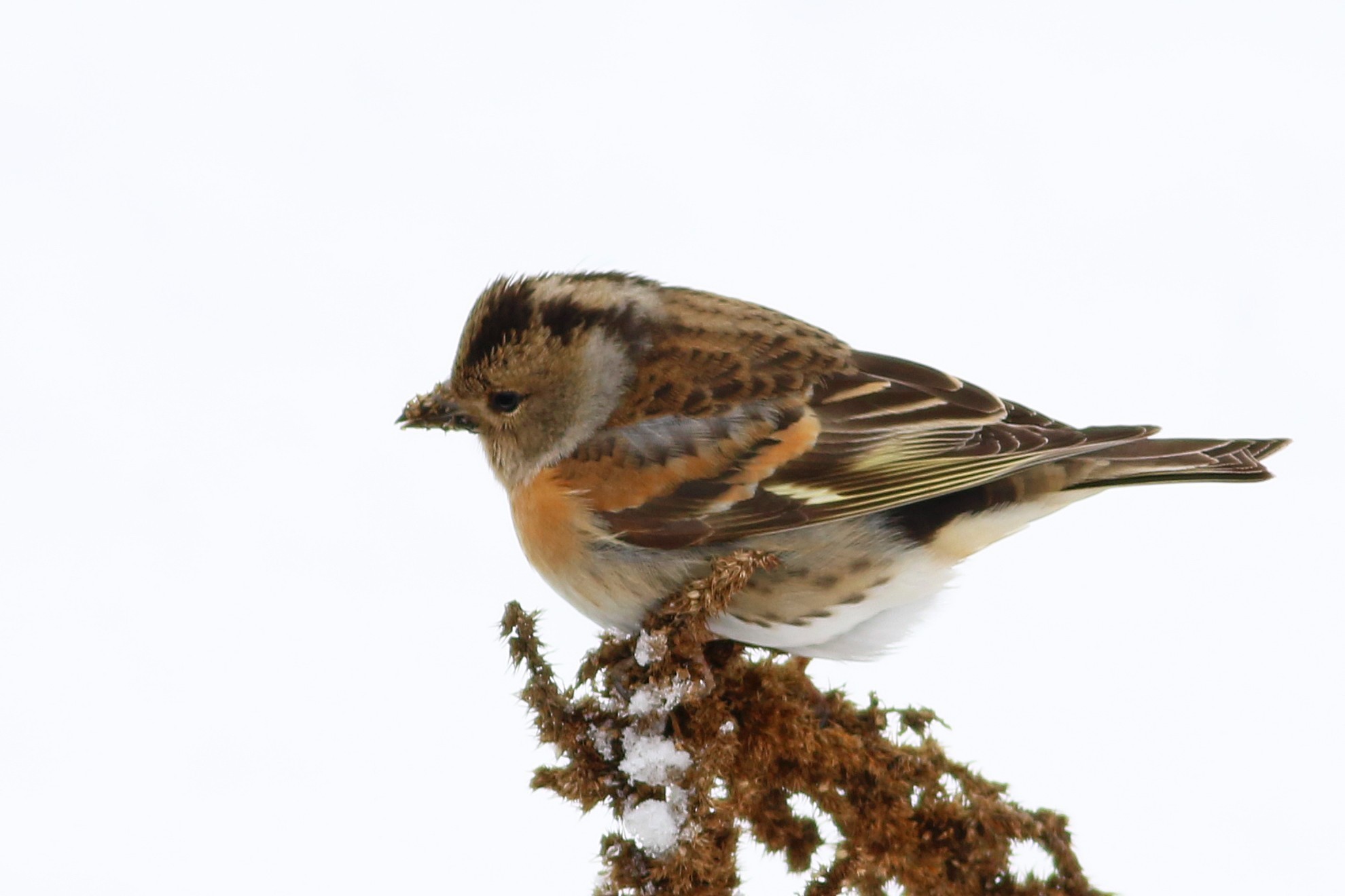 Brambling