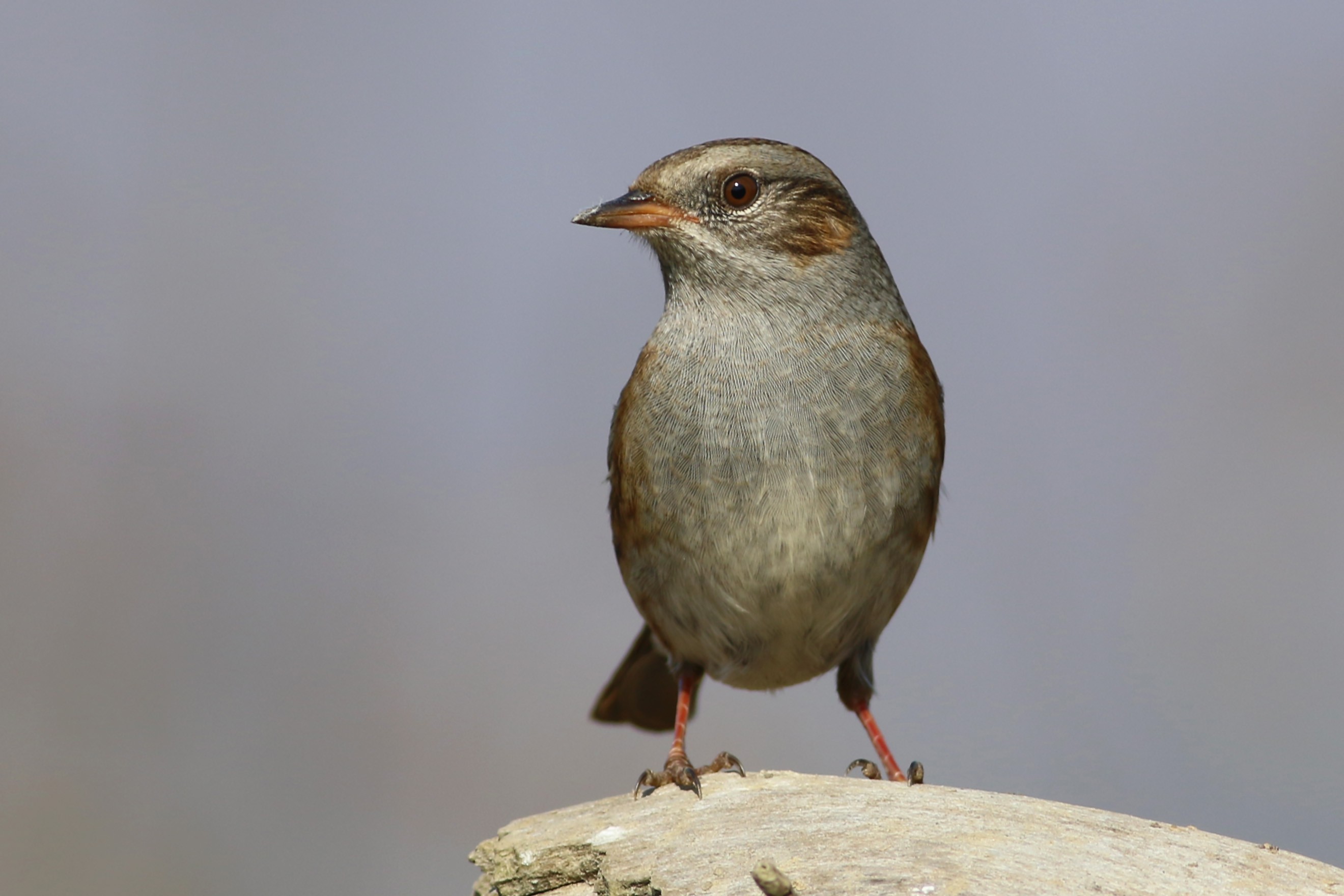 Dunnock