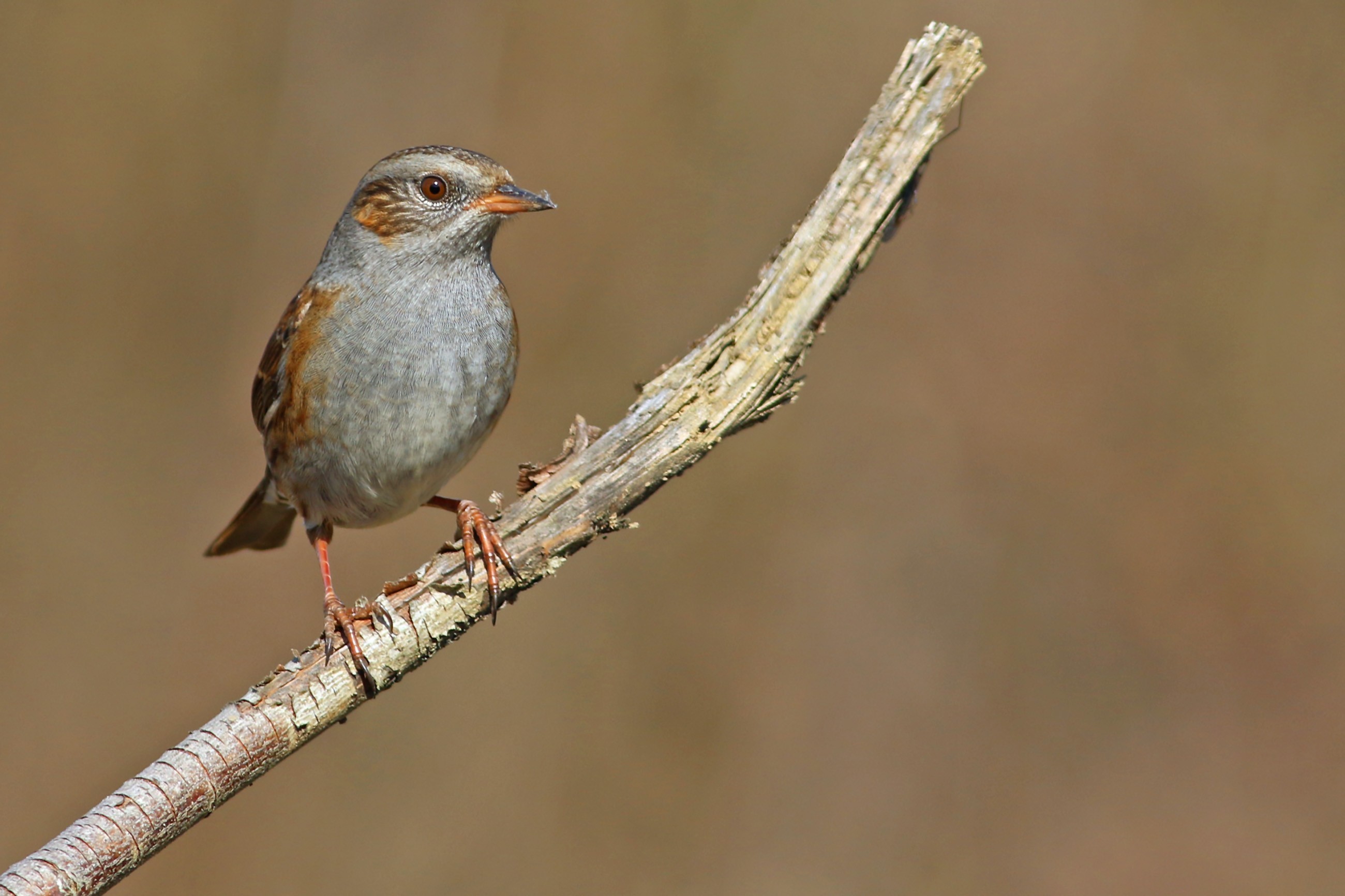 Dunnock