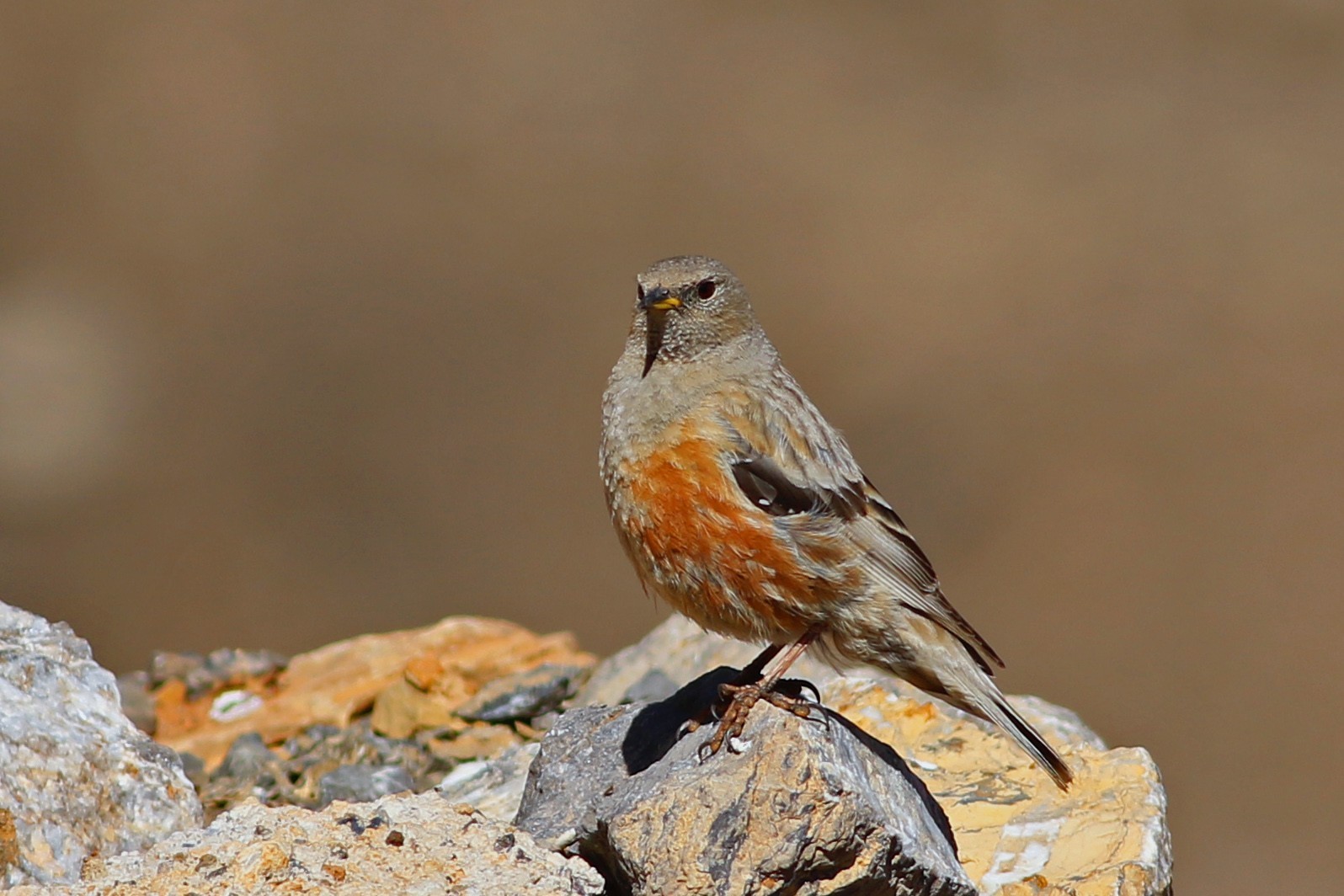 Alpine Accentor