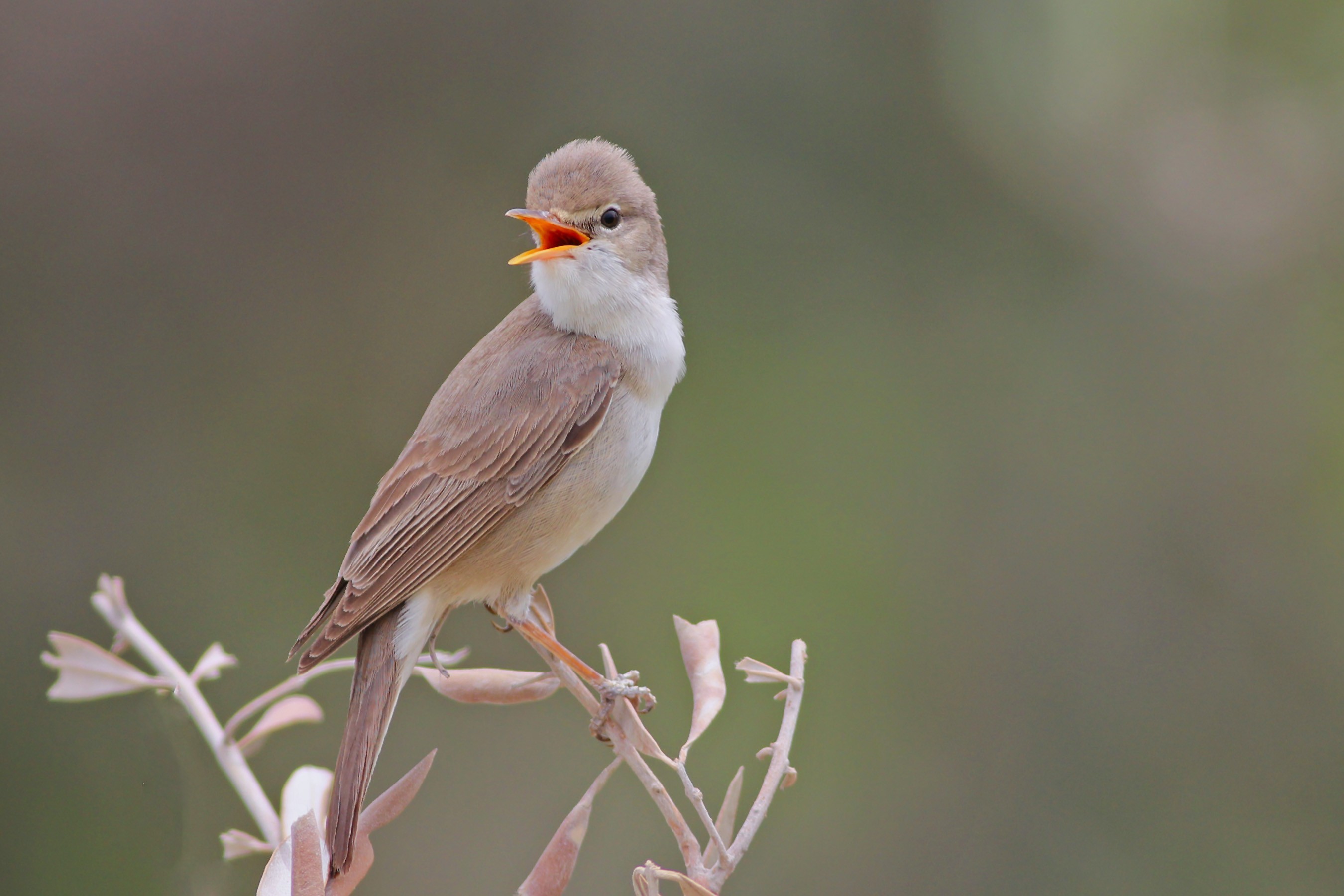 Upcher's Warbler