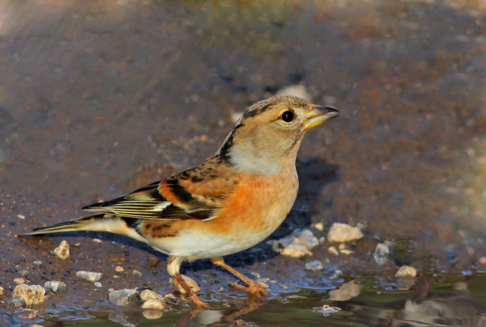 Brambling