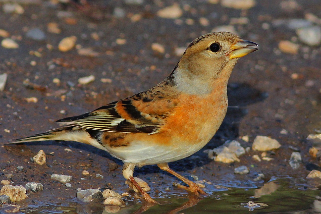 Brambling
