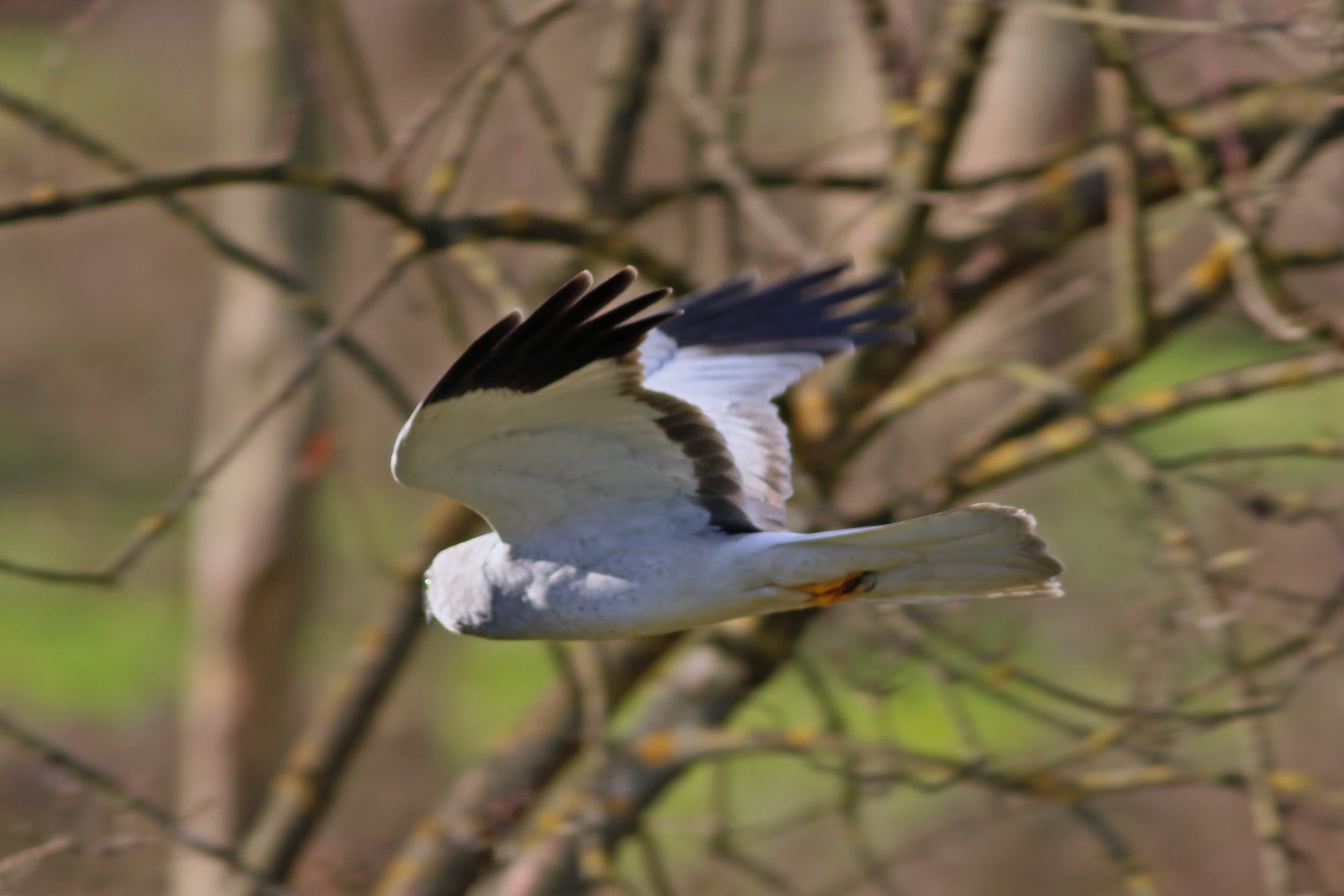 Hen Harrier