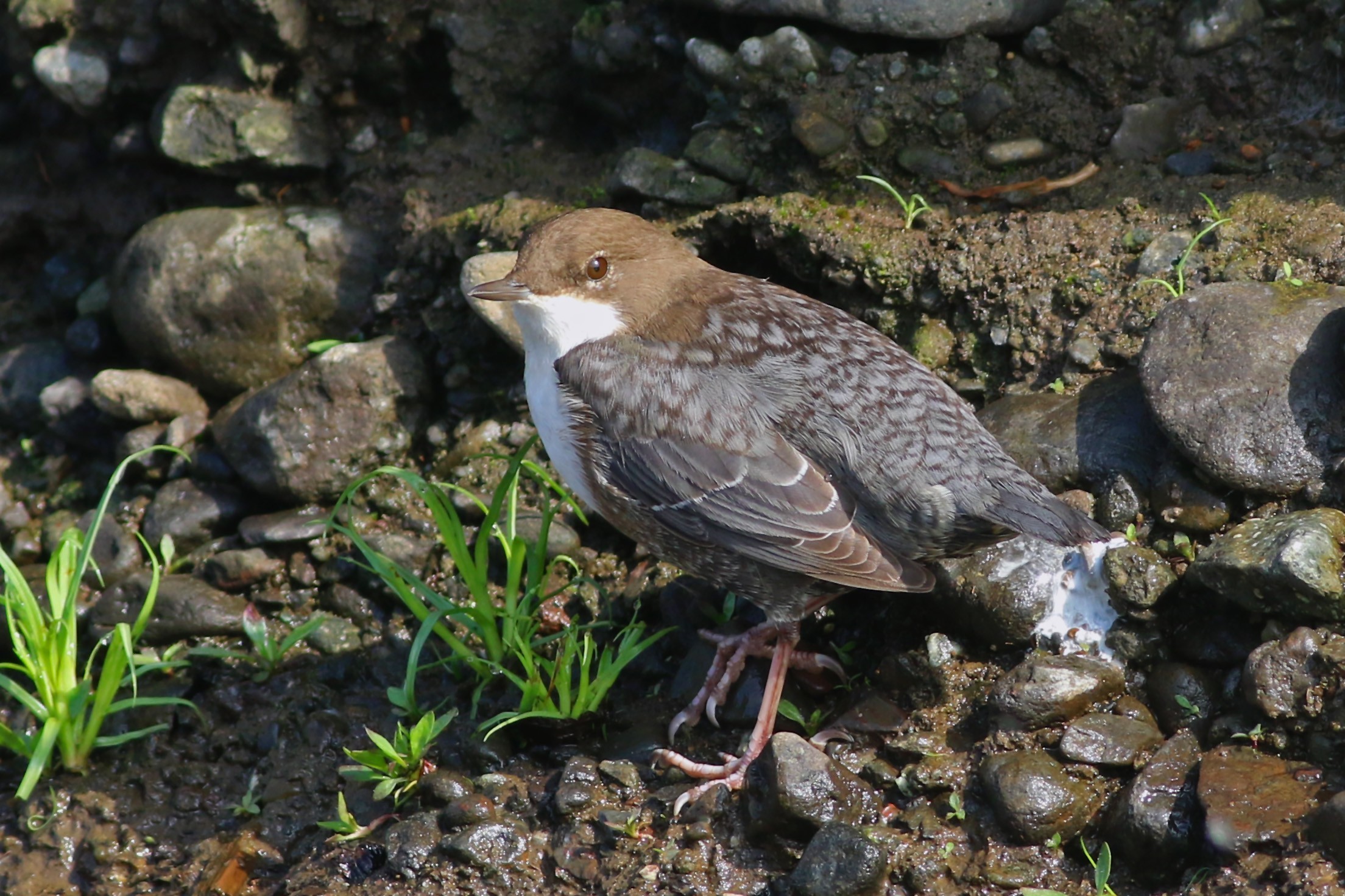 White-throated Dipper