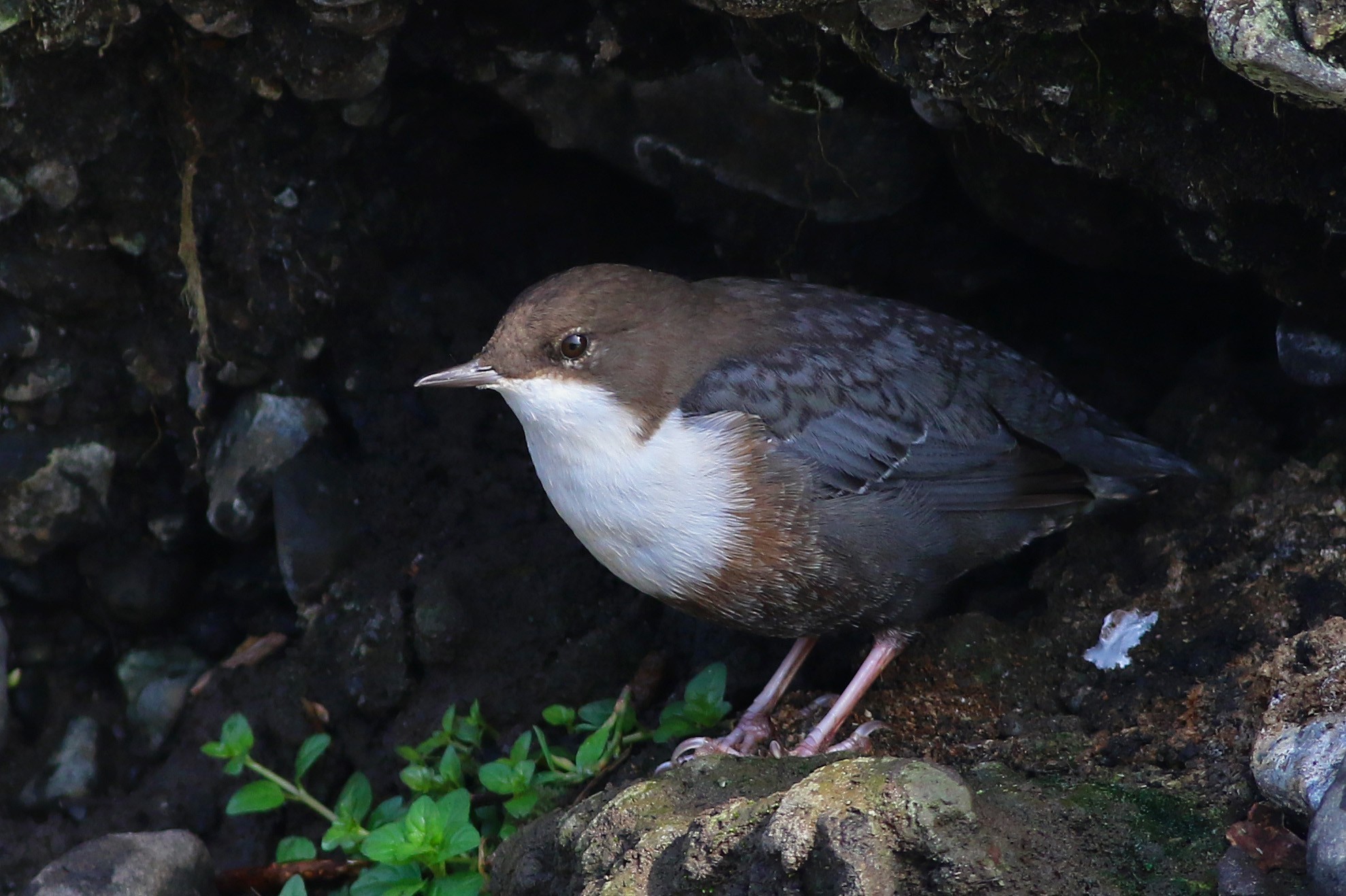 White-throated Dipper