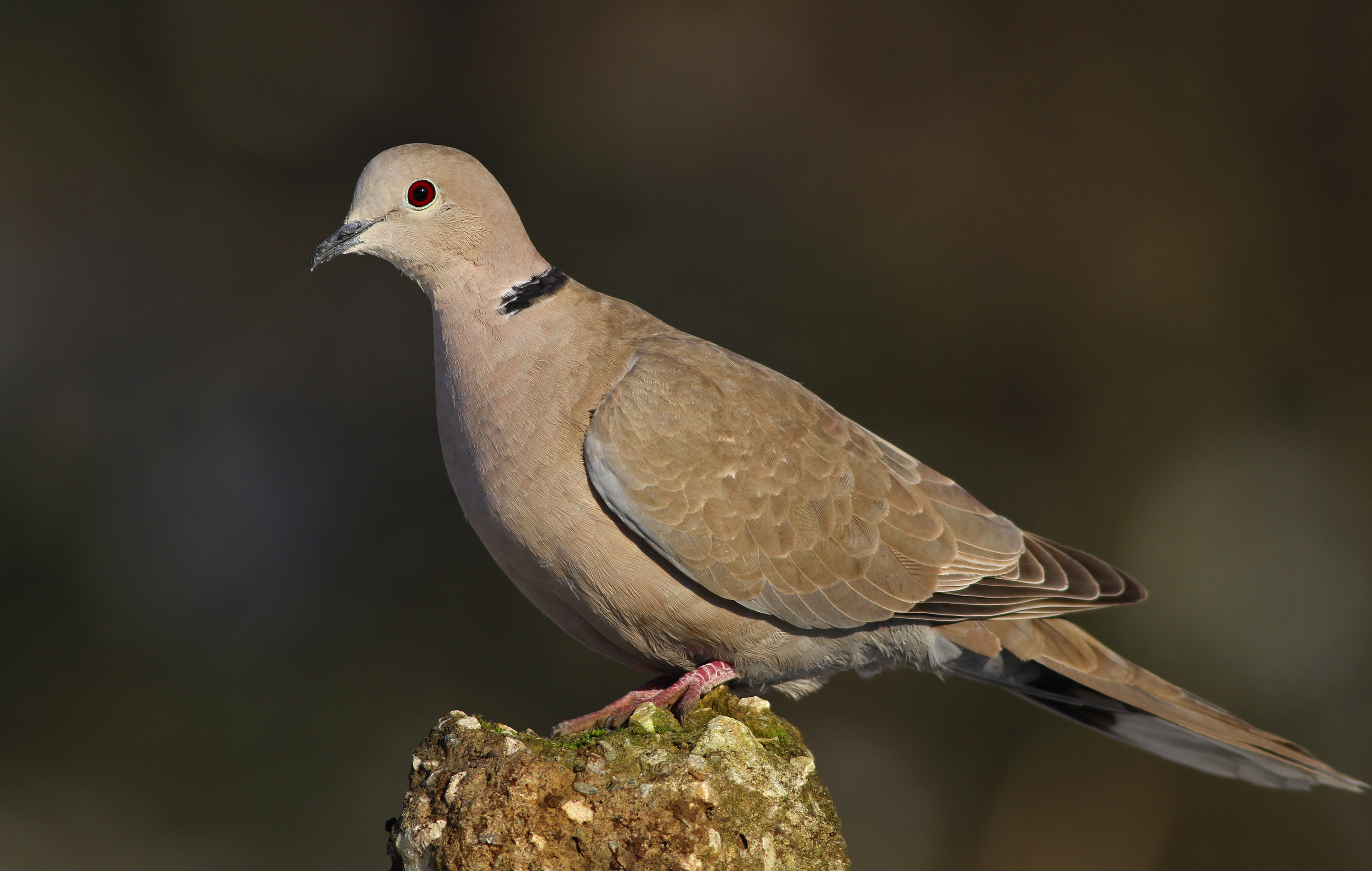 Eurasian Collared-Dove