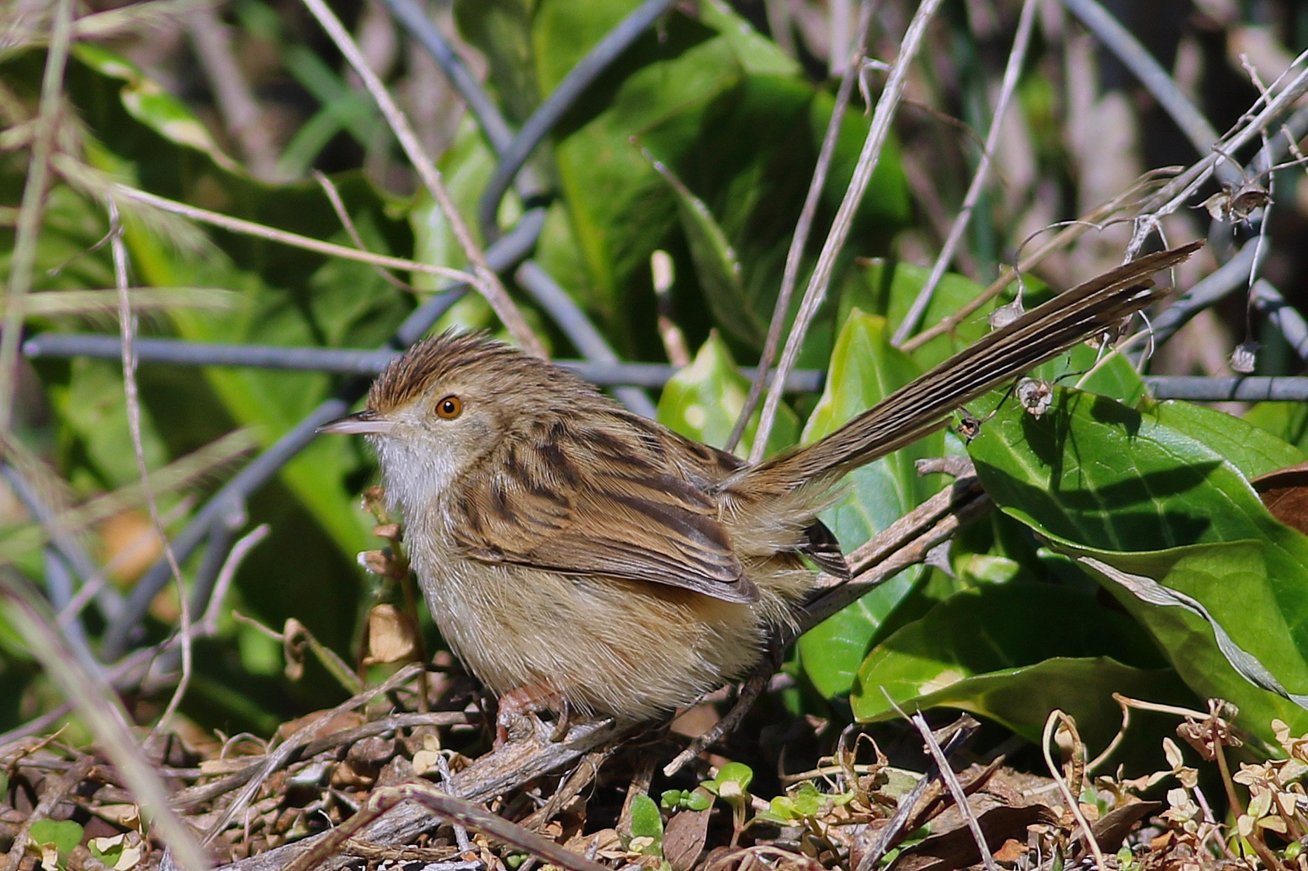 Graceful Prinia