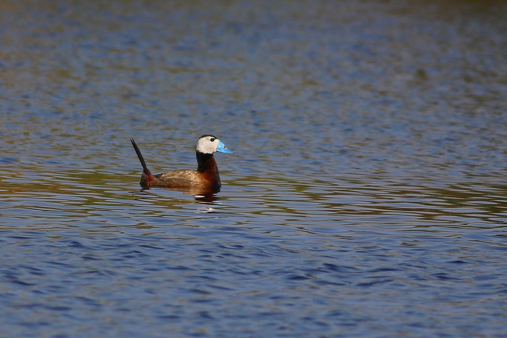 White-headed Duck